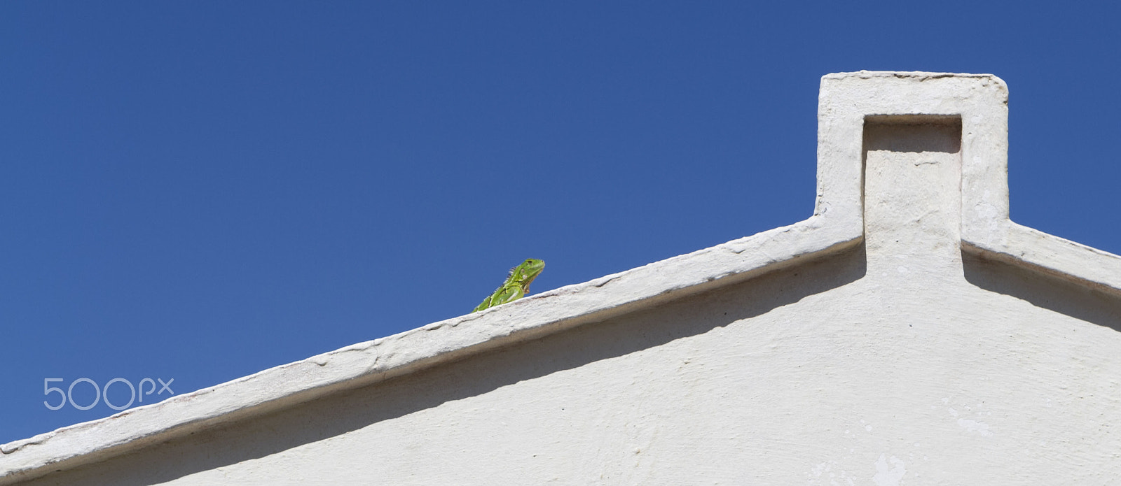 Canon EOS 7D + Canon EF 24-70mm F2.8L USM sample photo. Helloito iguana (not actually a word) photography