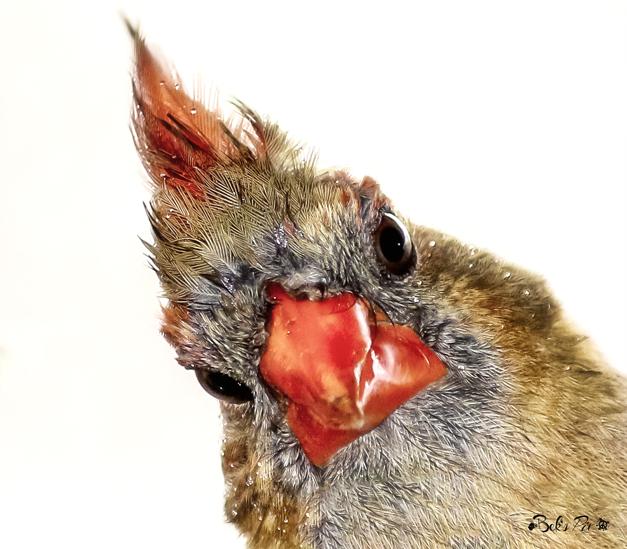 Canon EF-S 55-250mm F4-5.6 IS sample photo. Best_cardinal_shot_ever! photography