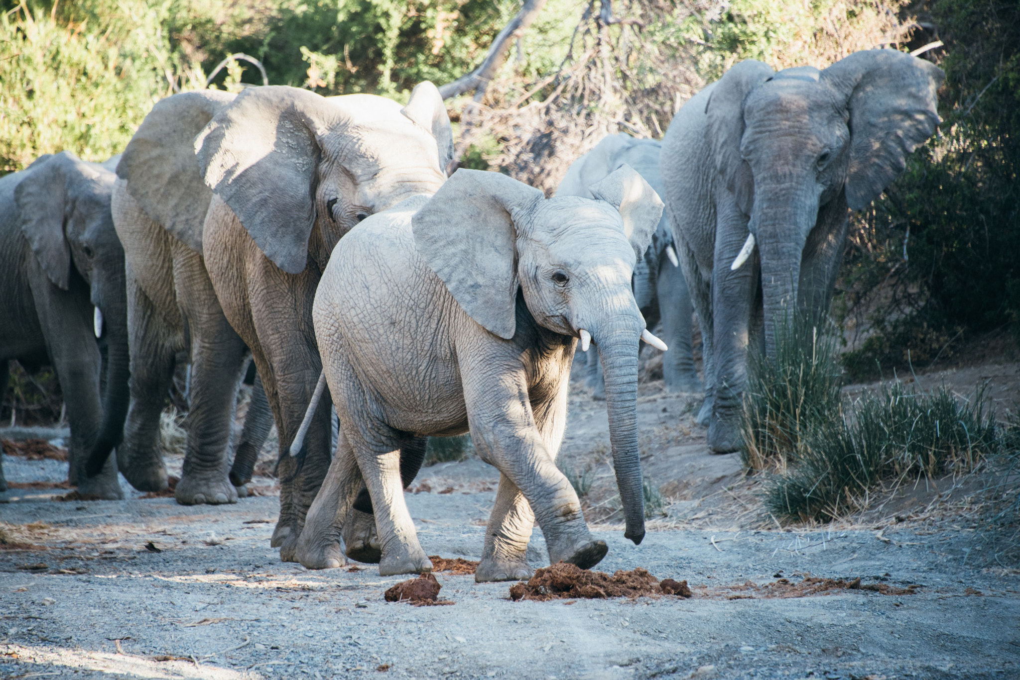 Nikon D810 sample photo. Little elephant photography