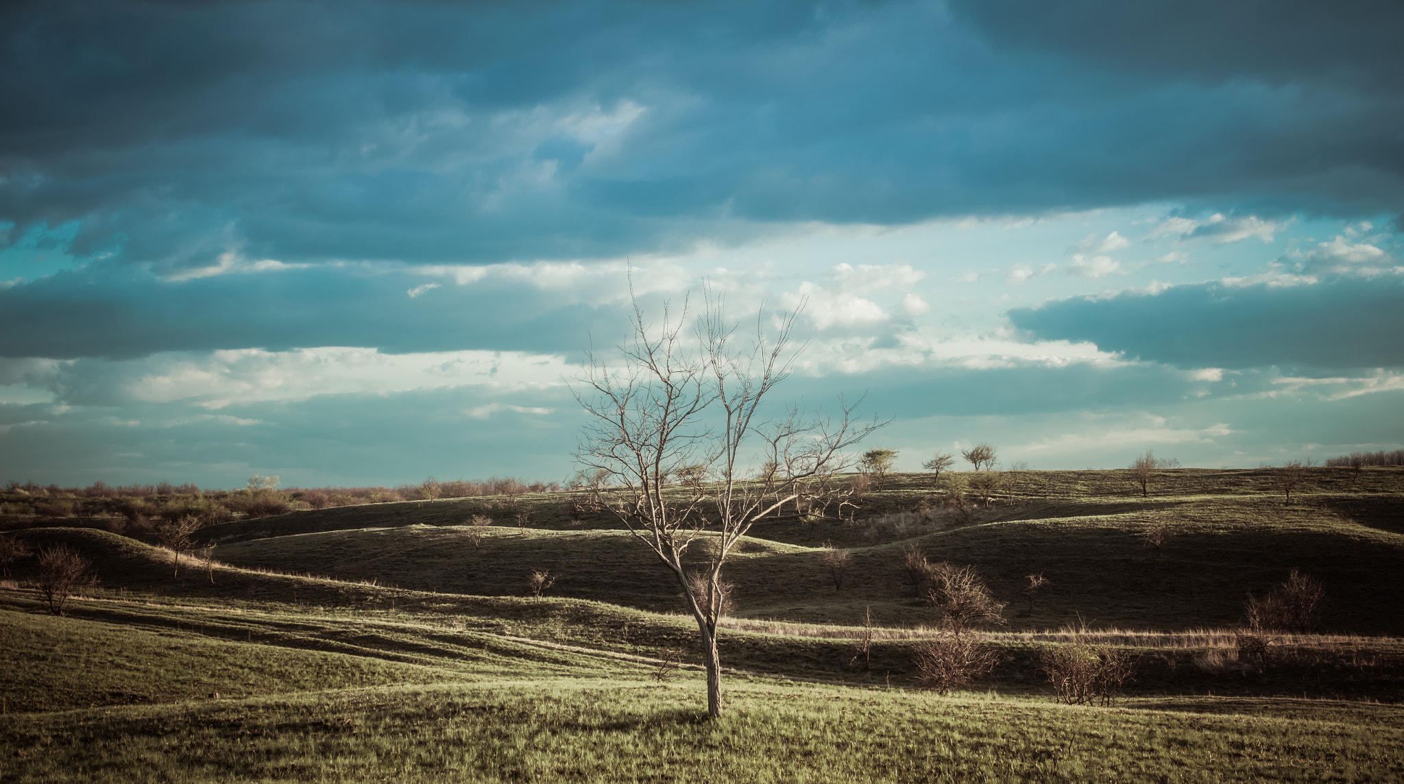 Canon EOS 600D (Rebel EOS T3i / EOS Kiss X5) + Canon EF 17-40mm F4L USM sample photo. Tree in deliblatska pescara,serbia photography