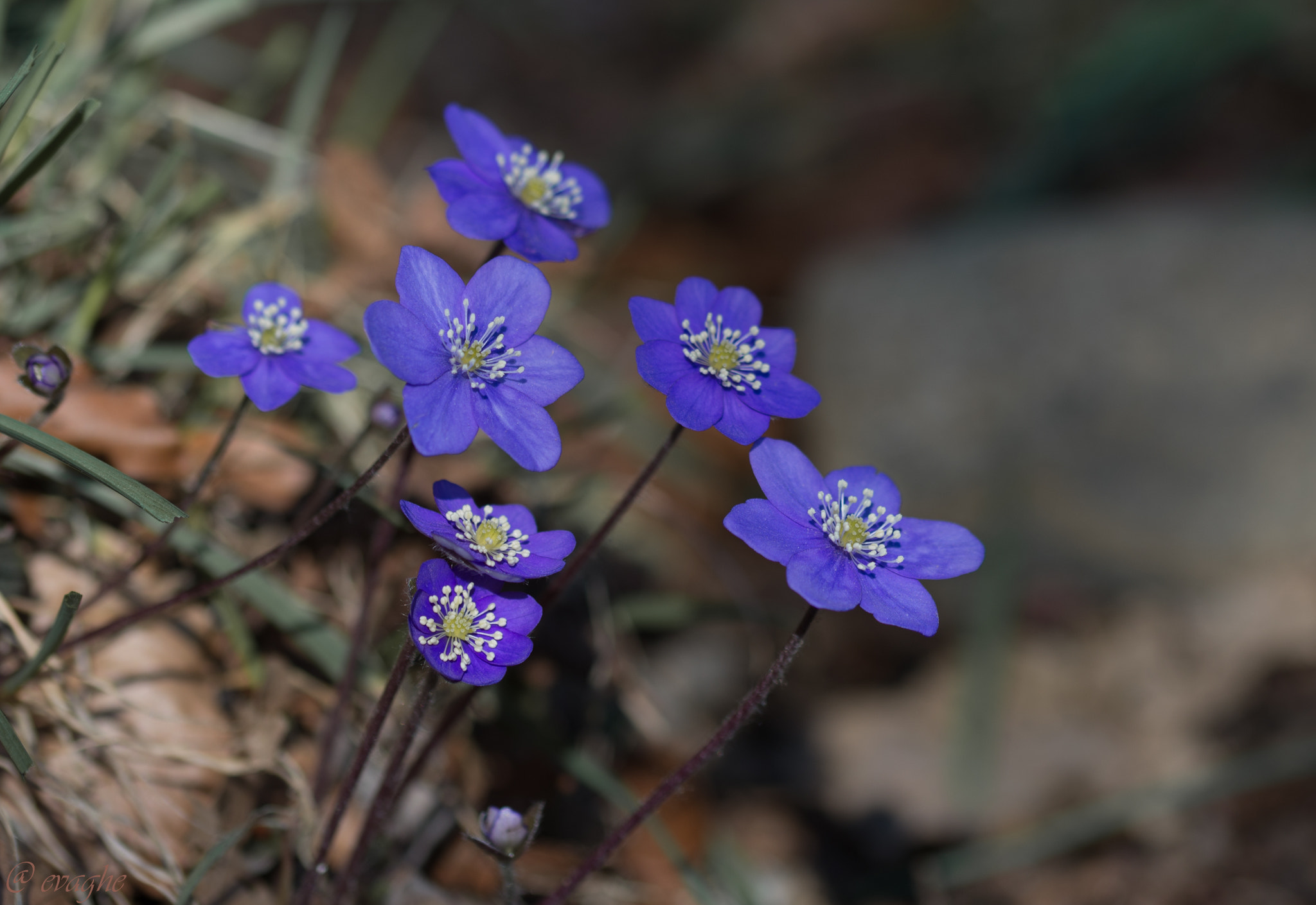 Sigma 105mm F2.8 EX DG OS HSM sample photo. Anemone hepatica photography