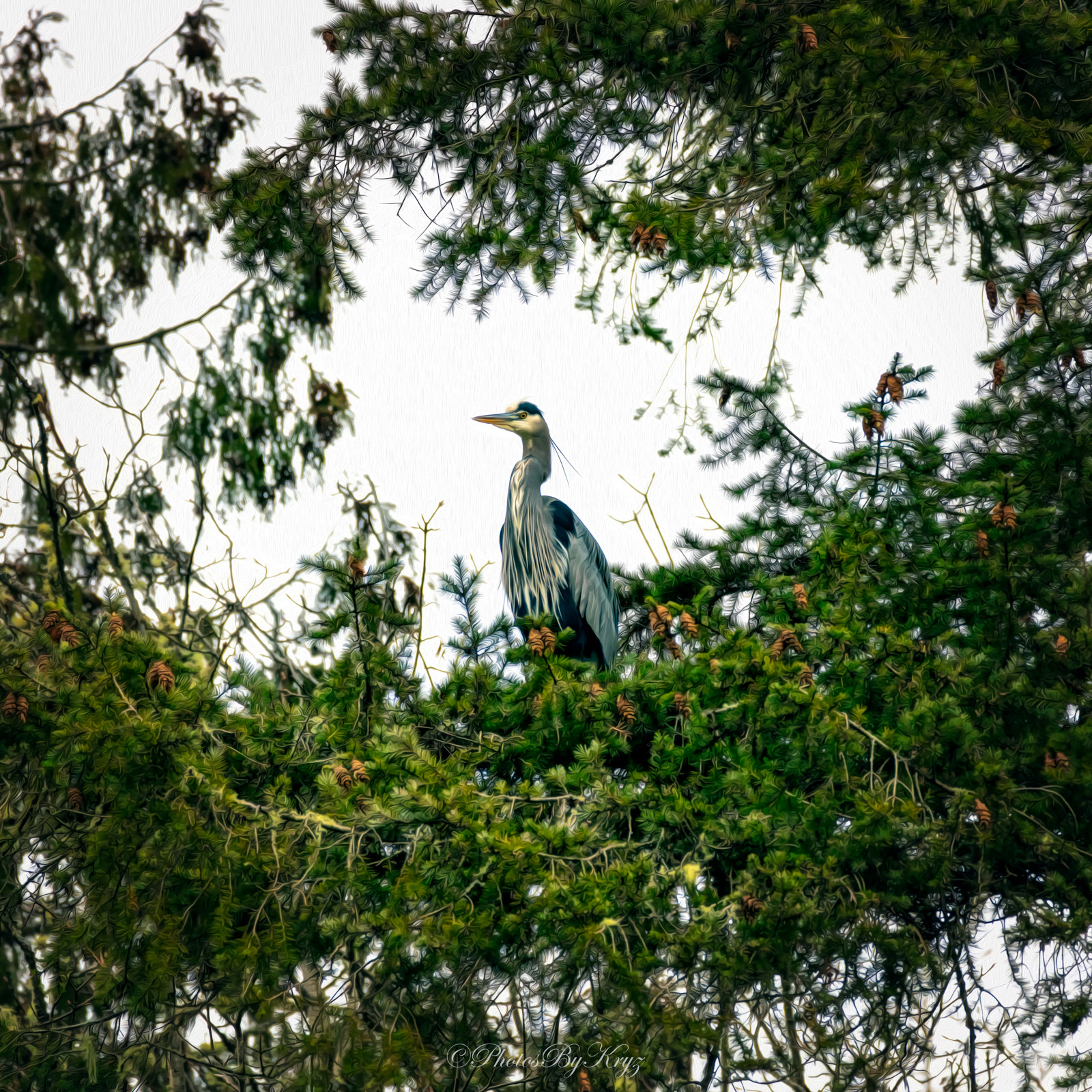 150-600mm F5-6.3 DG OS HSM | Contemporary 015 sample photo. Great blue heron art photography