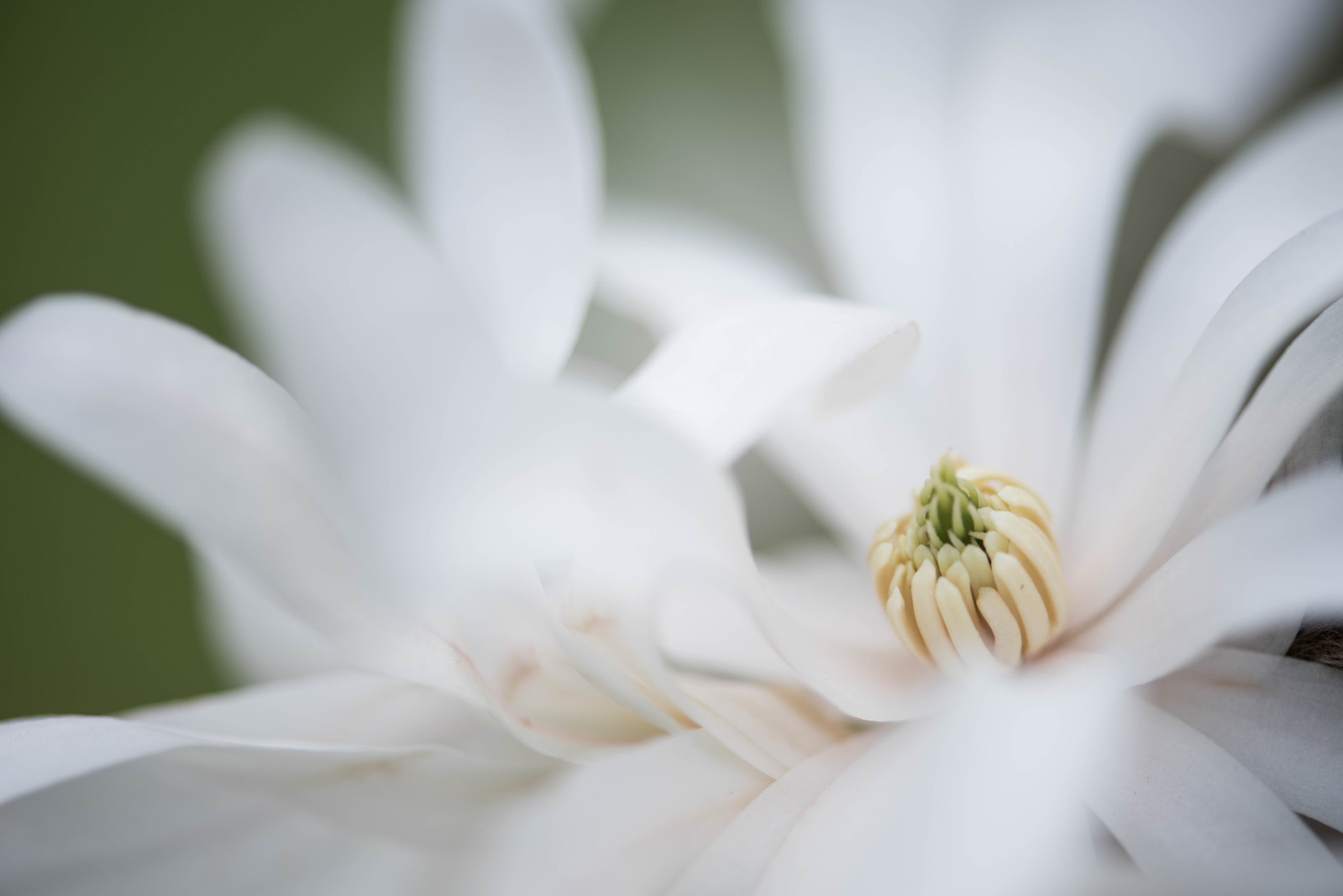 Nikon AF-S Micro-Nikkor 105mm F2.8G IF-ED VR sample photo