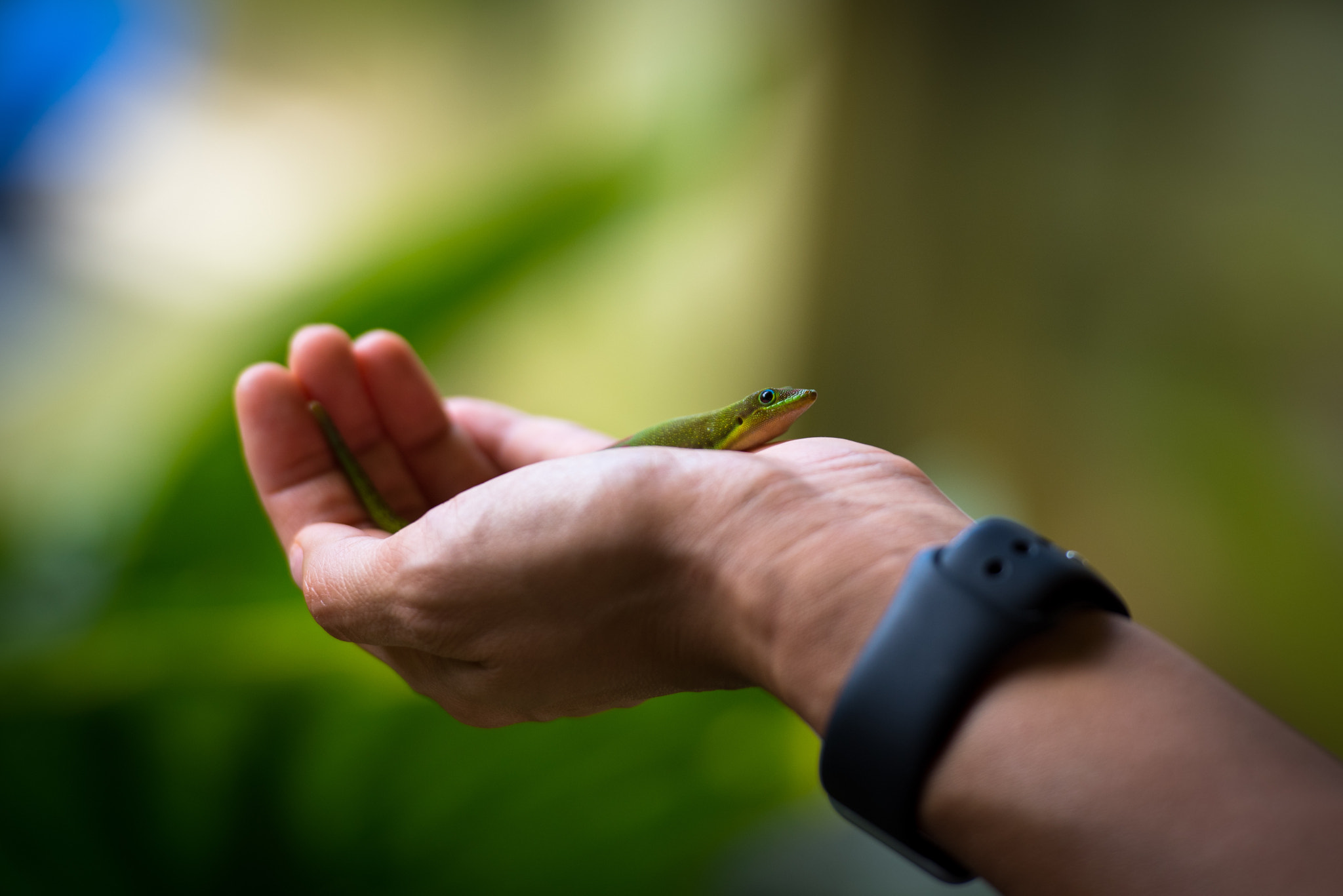 Nikon AF-S Nikkor 70-200mm F2.8G ED VR II sample photo. Gecko photography