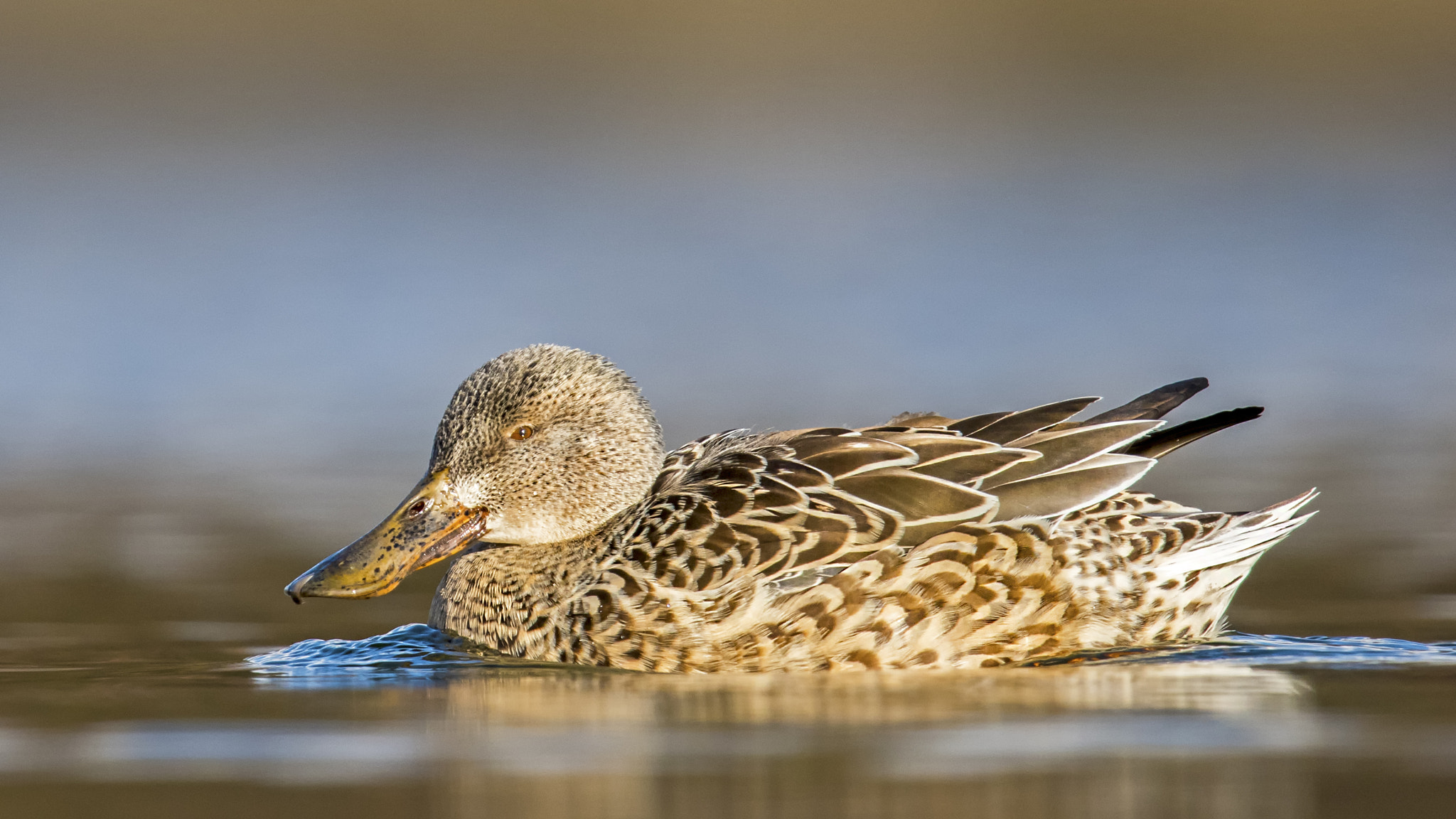 Nikon AF-S Nikkor 600mm F4G ED VR sample photo. Northern shoveler - female photography