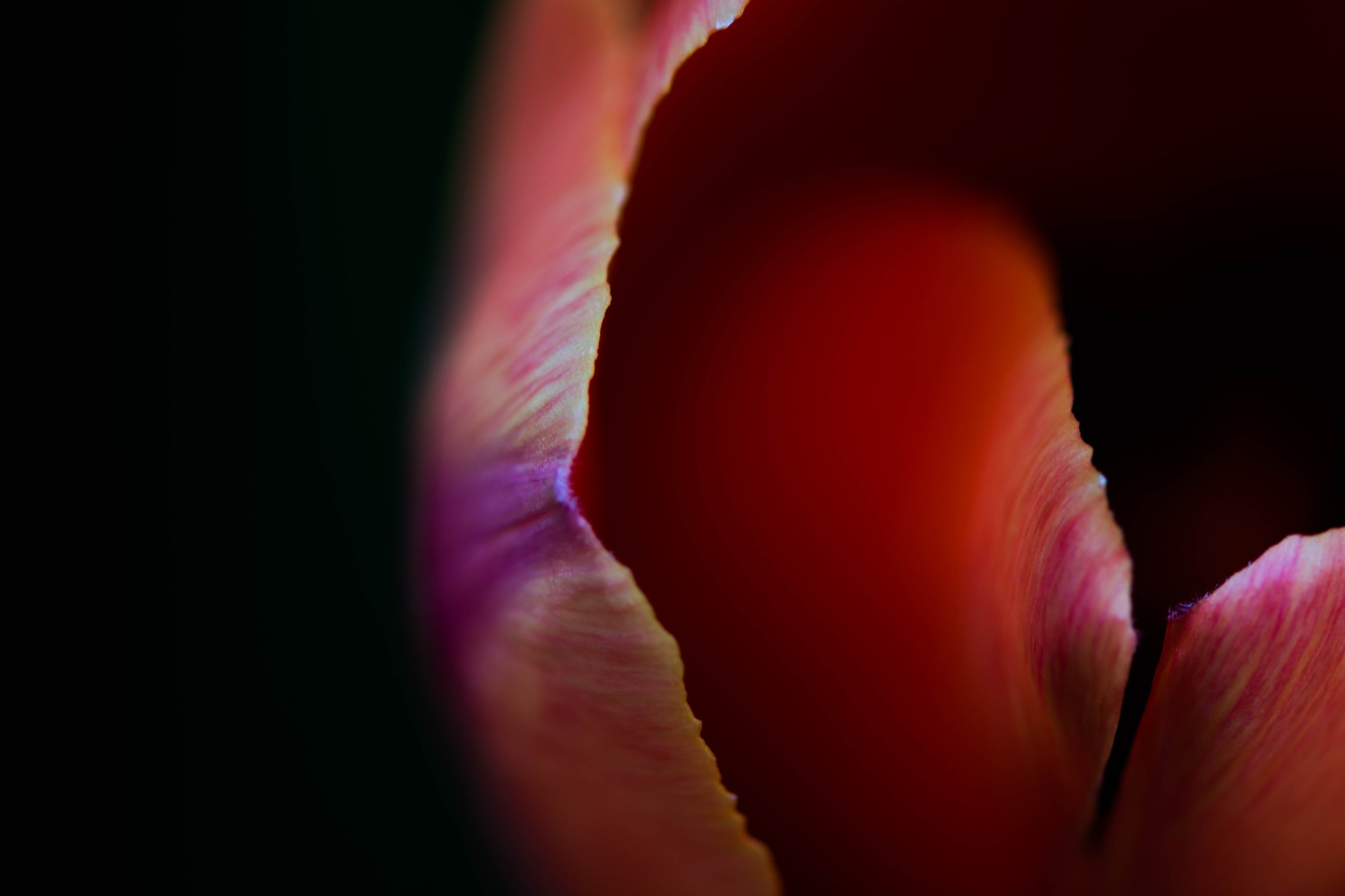 Nikon AF-S Micro-Nikkor 105mm F2.8G IF-ED VR sample photo. Ruff edges photography