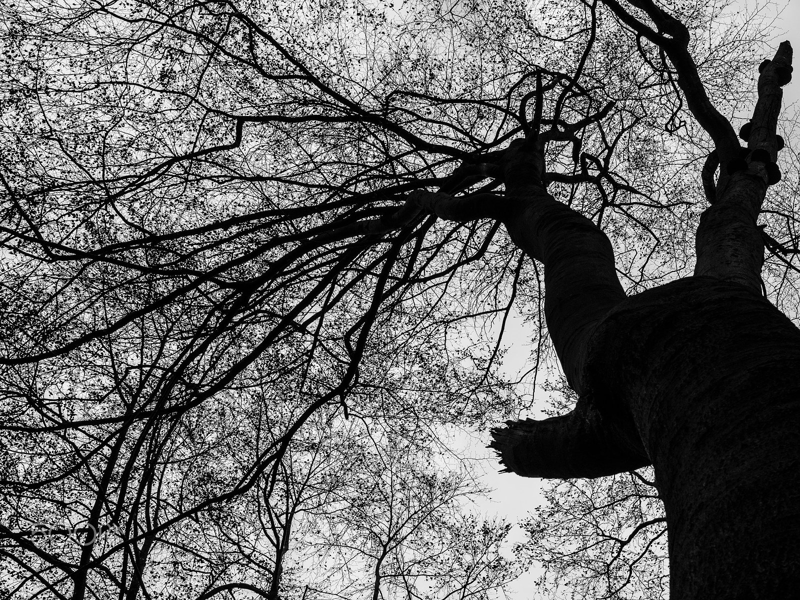 Olympus OM-D E-M10 + Olympus M.Zuiko Digital 25mm F1.8 sample photo. Beech in winter - black and white photography