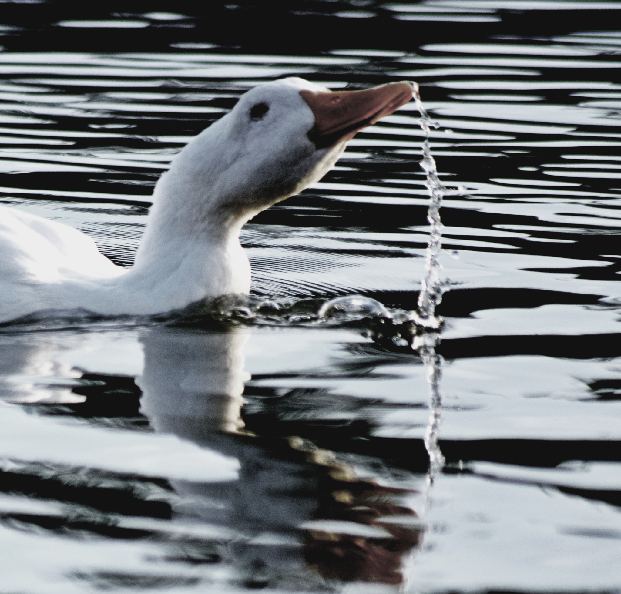 Nikon D3300 + Sigma 70-300mm F4-5.6 APO DG Macro sample photo. Splash photography