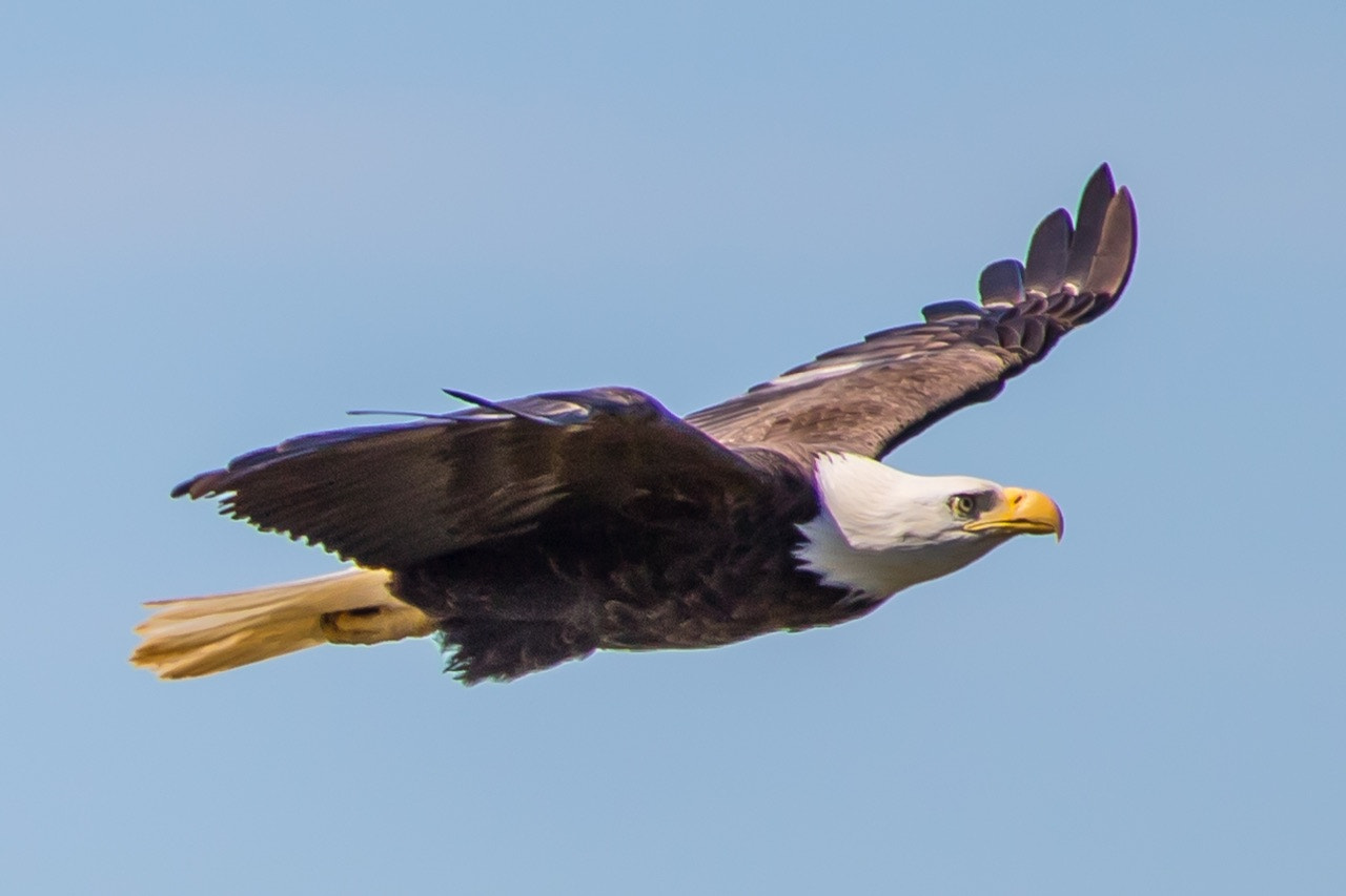 Canon EF-S 55-250mm F4-5.6 IS STM sample photo. Eagle in flight photography