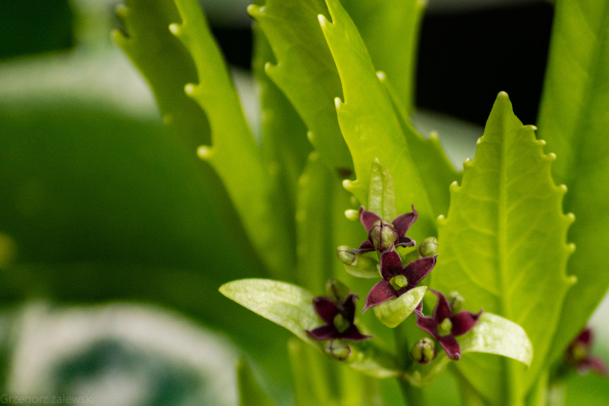 Nikon D7100 sample photo. Grz photography