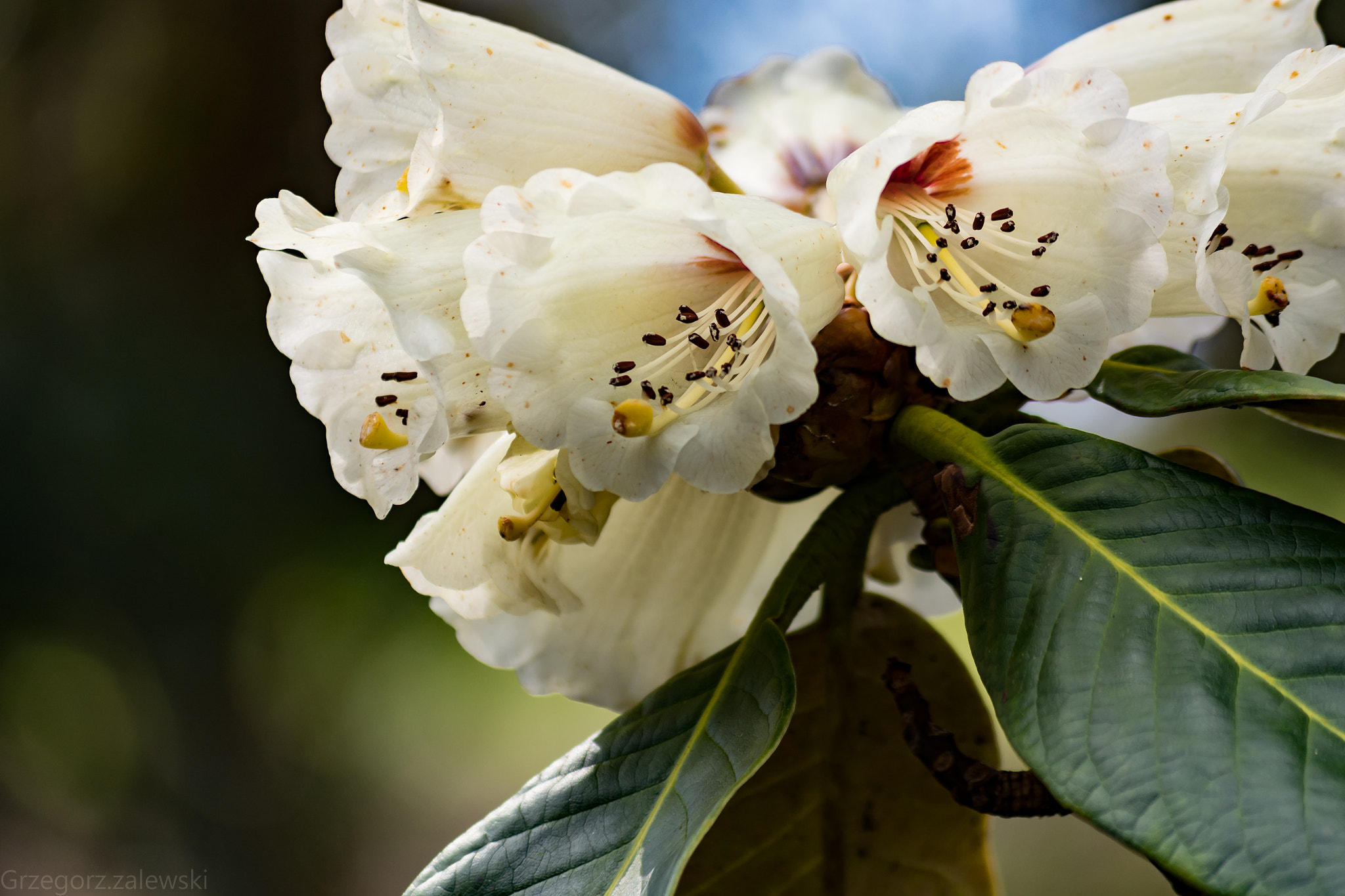 Nikon D7100 sample photo. Grz photography