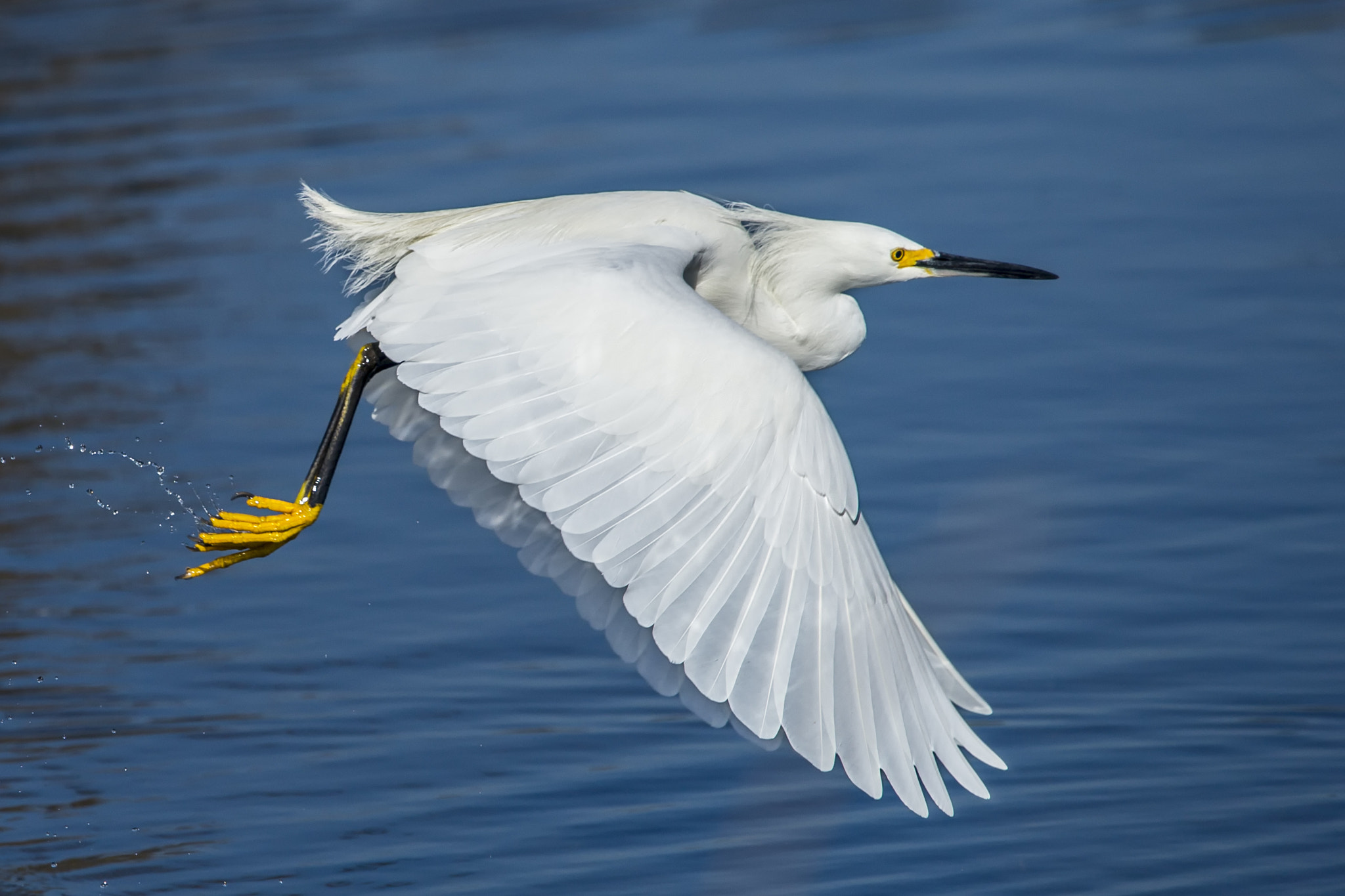 Nikon D4 sample photo. Snowy egret in flight photography