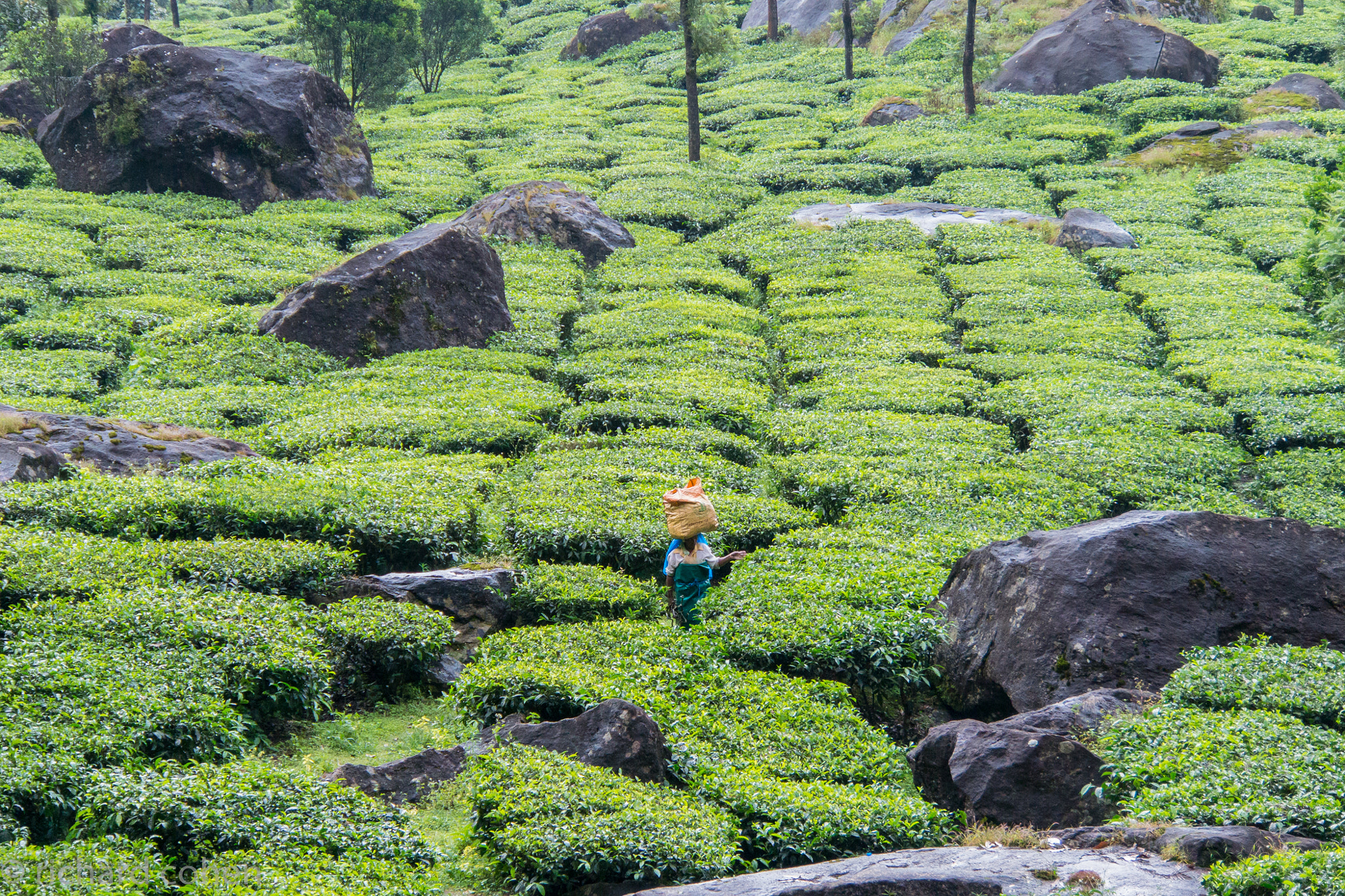 Nikon 1 V2 sample photo. Kerala, india tea region photography