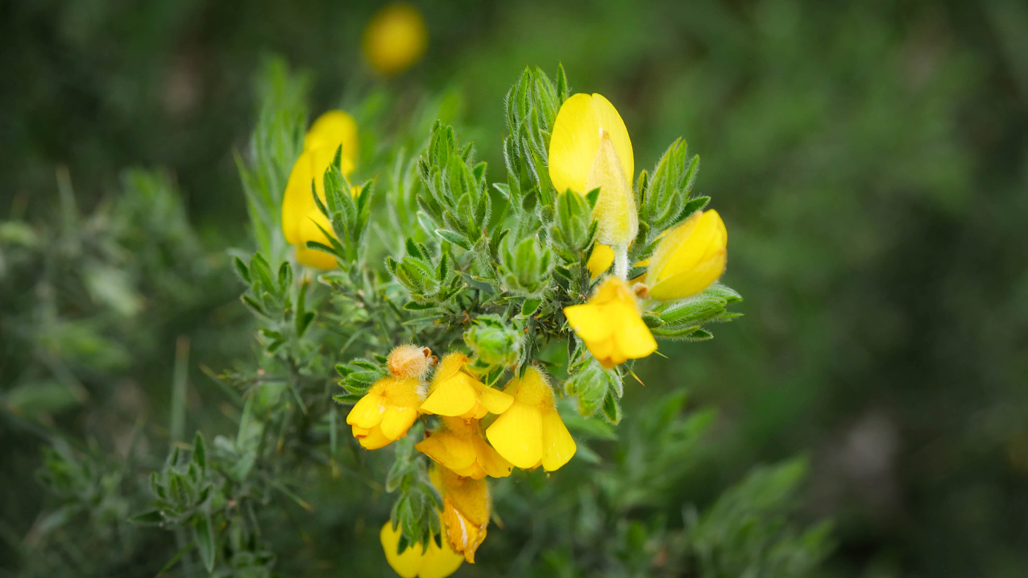 Panasonic Lumix DMC-G7 sample photo. Yellow blossoms photography