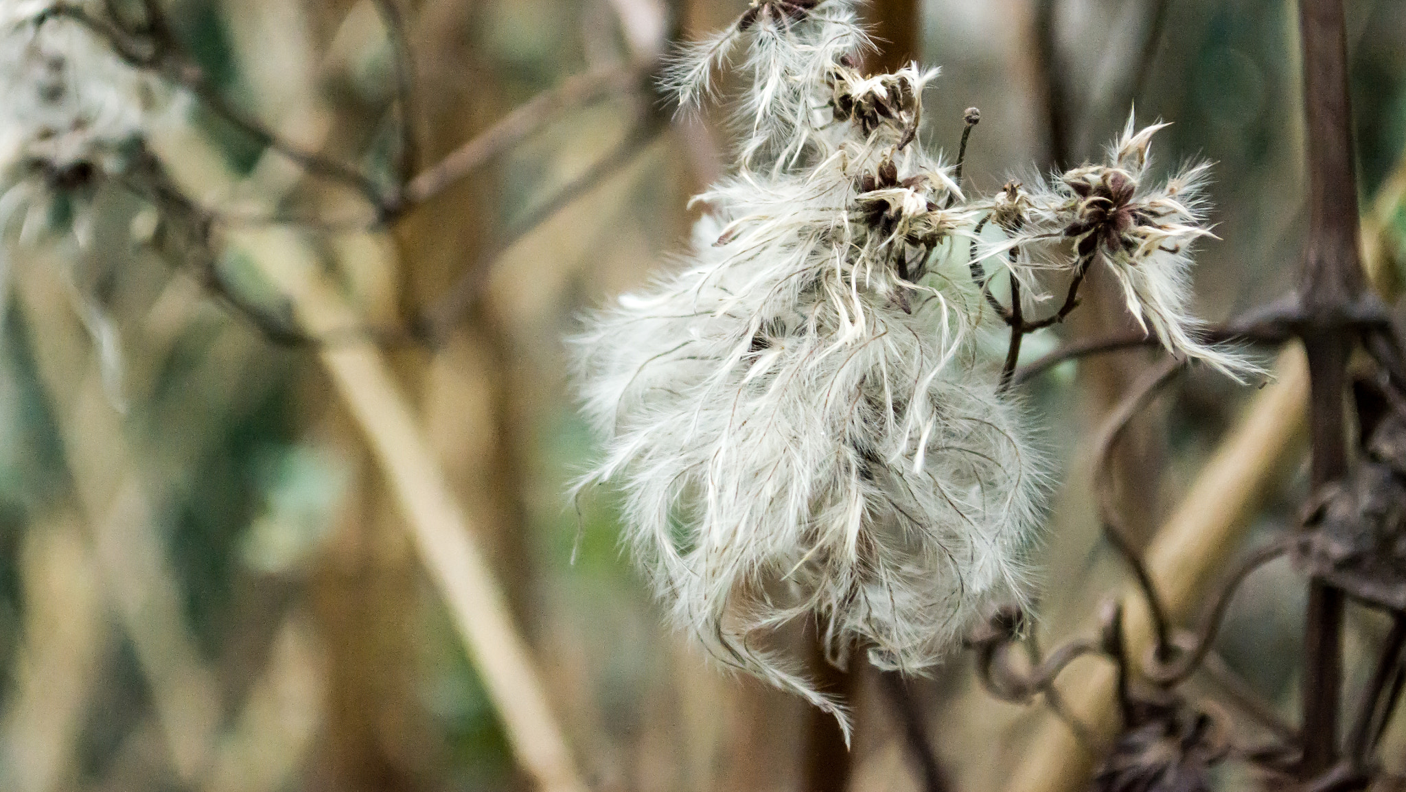 Nikon D7100 sample photo. Rozne () photography