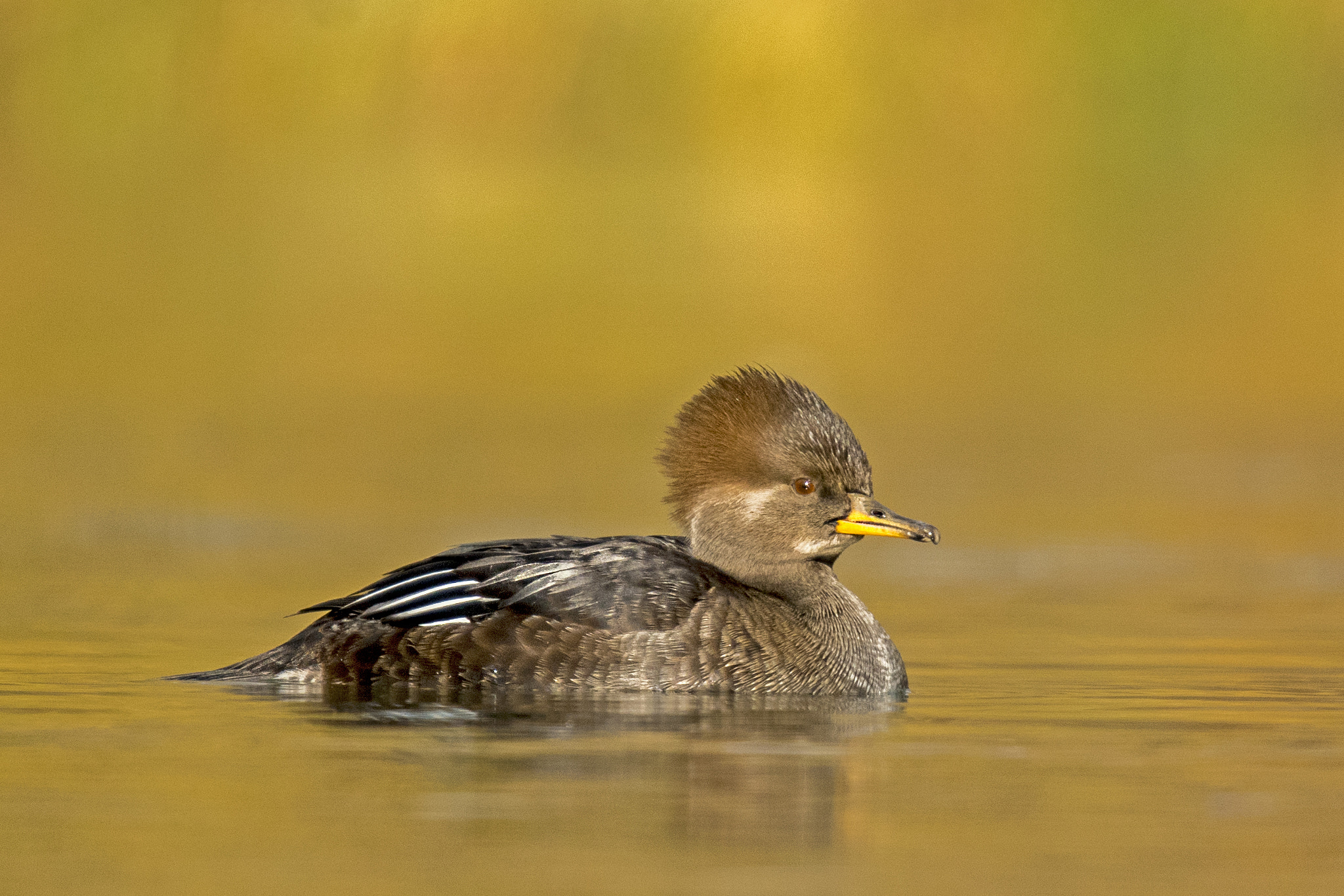 Nikon AF-S Nikkor 600mm F4G ED VR sample photo. Hooded merganser photography