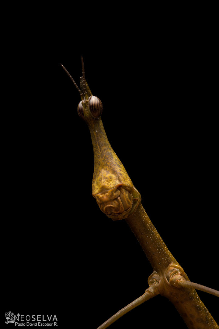 Canon EF 100mm F2.8L Macro IS USM sample photo. Neoselva proscopia stick insect photography