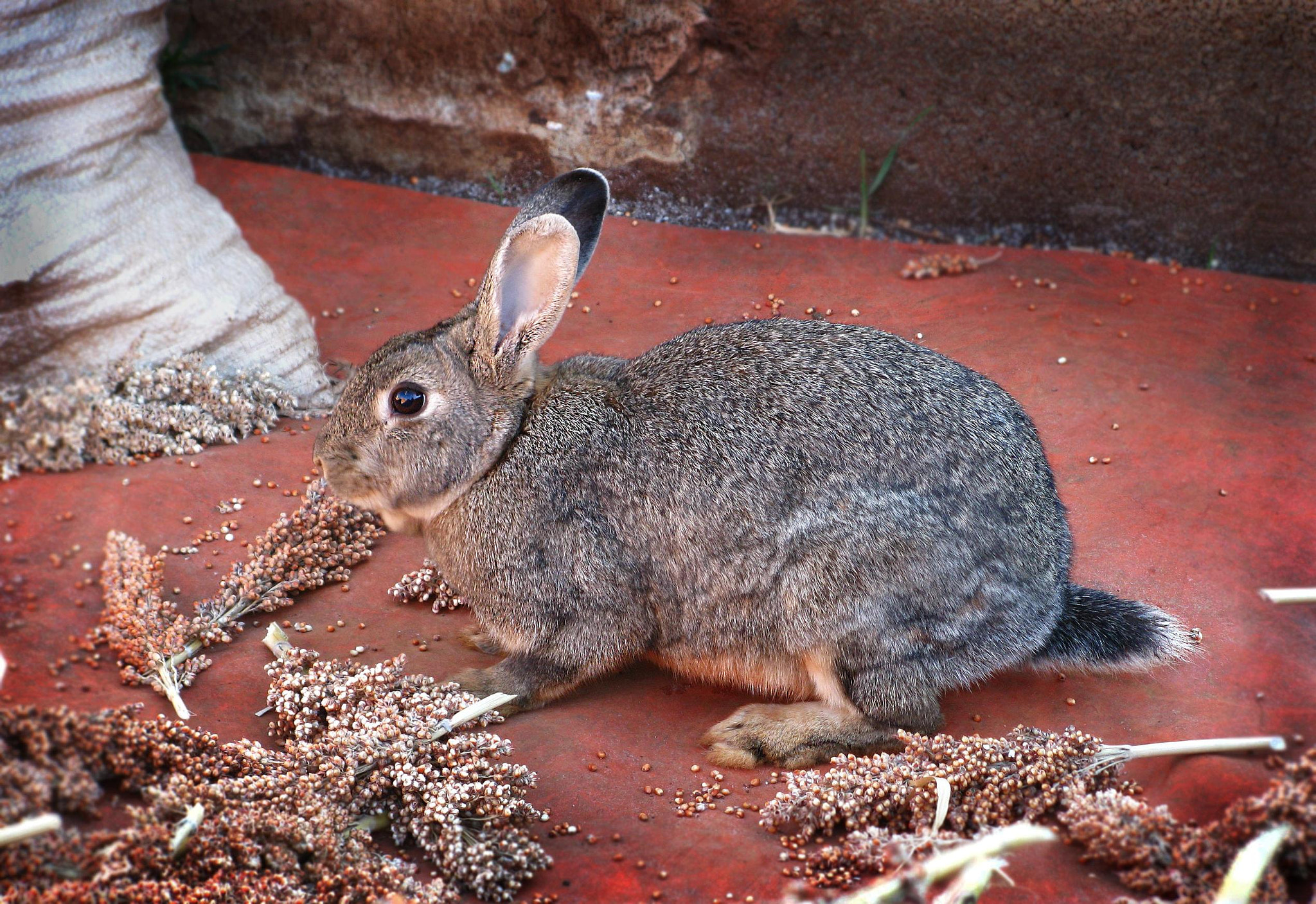 Canon POWERSHOT SX100 IS sample photo. Grey rabbit photography