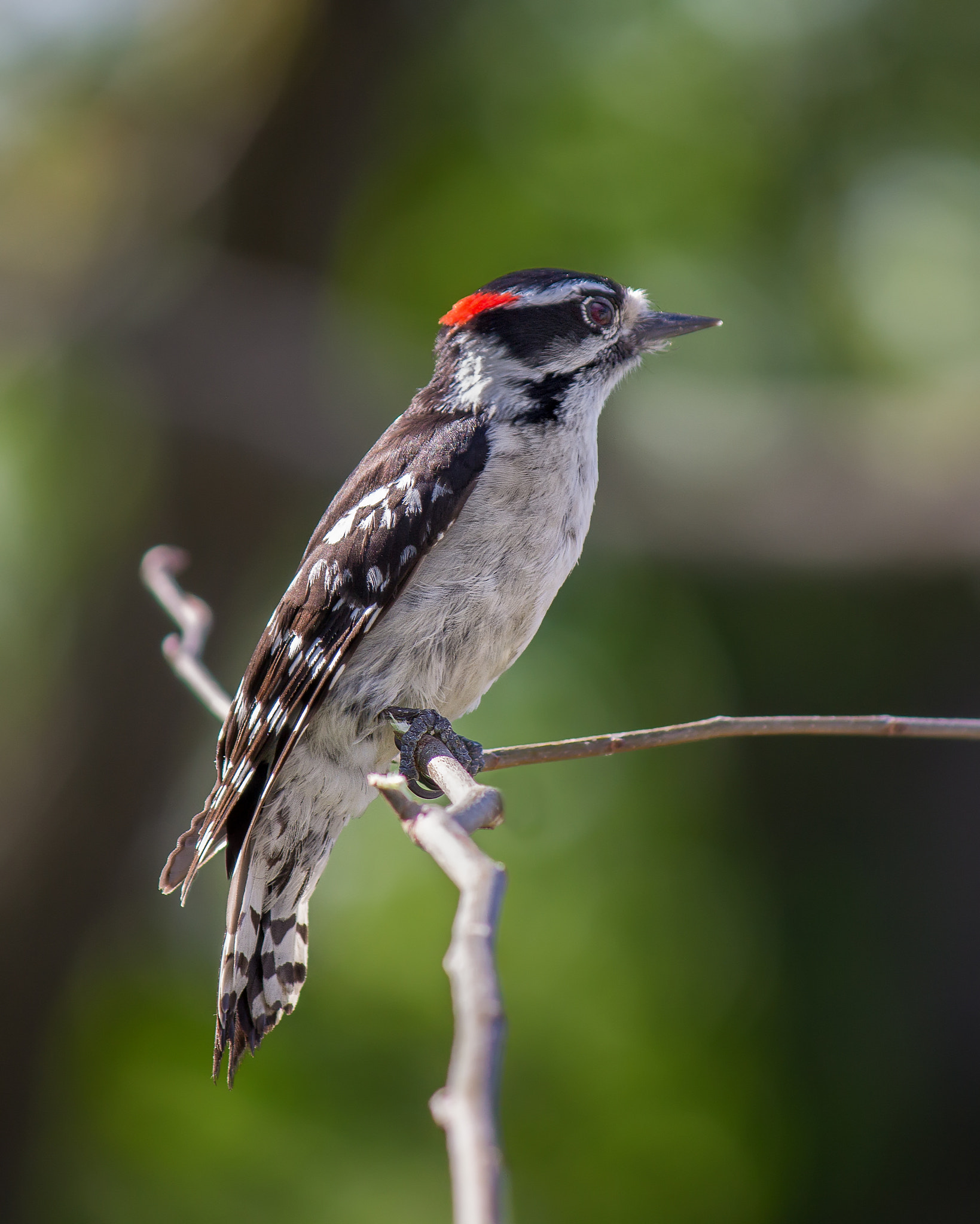 Canon EOS 60D + Canon EF-S 55-250mm F4-5.6 IS sample photo. Male downey woodpecker photography