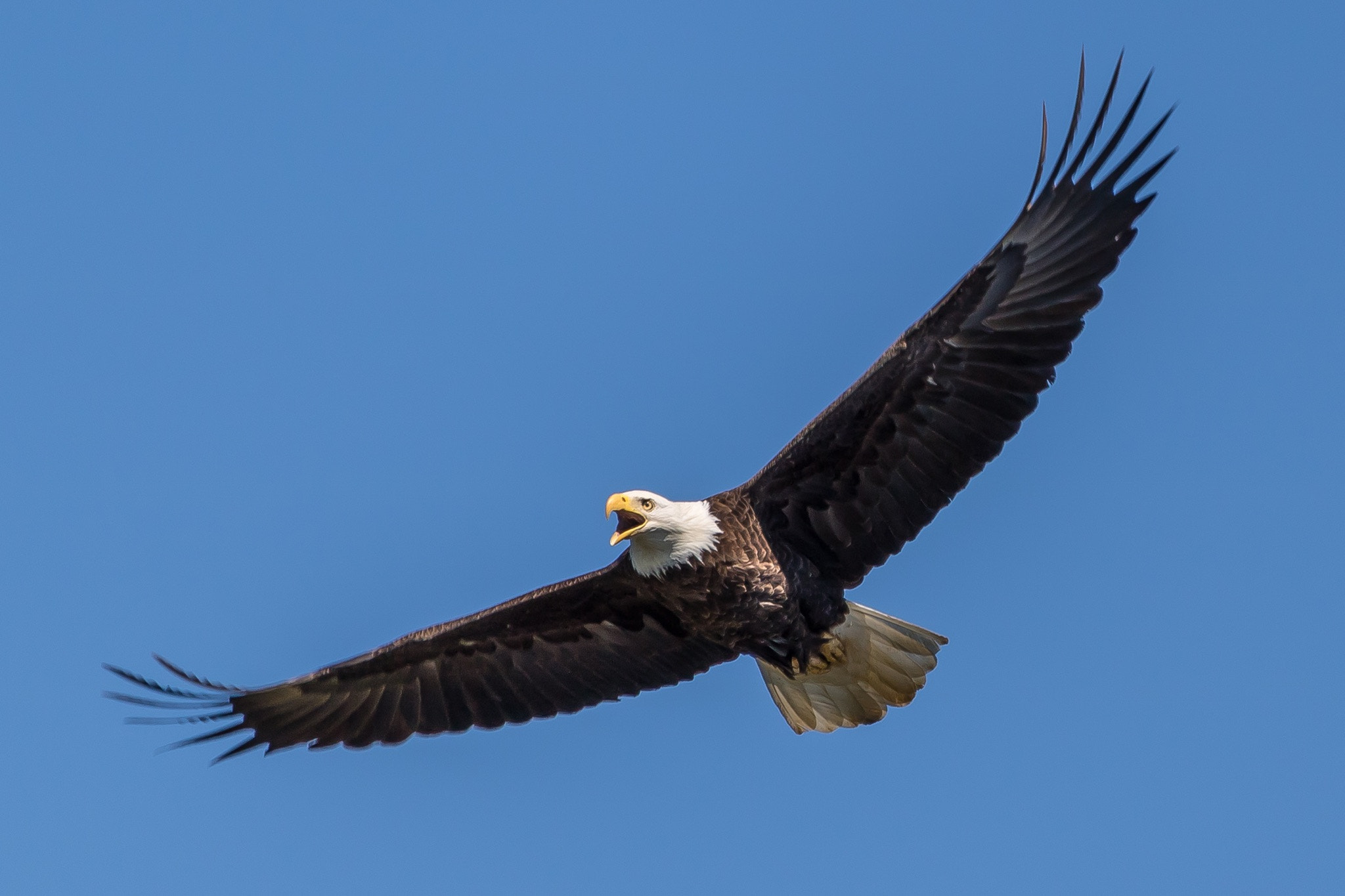 Canon EOS 750D (EOS Rebel T6i / EOS Kiss X8i) + Canon EF-S 55-250mm F4-5.6 IS STM sample photo. Bald eagle soaring photography