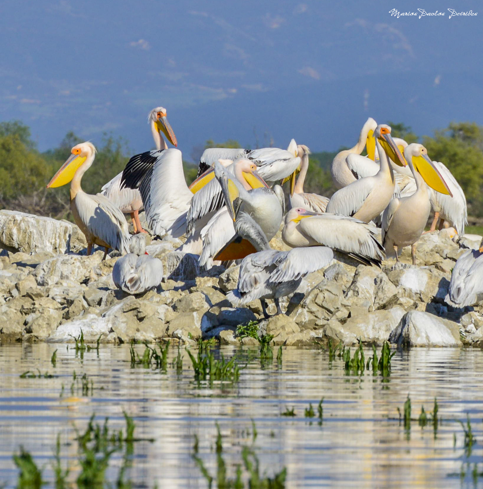Nikon D800 sample photo. Kerkini lake photography