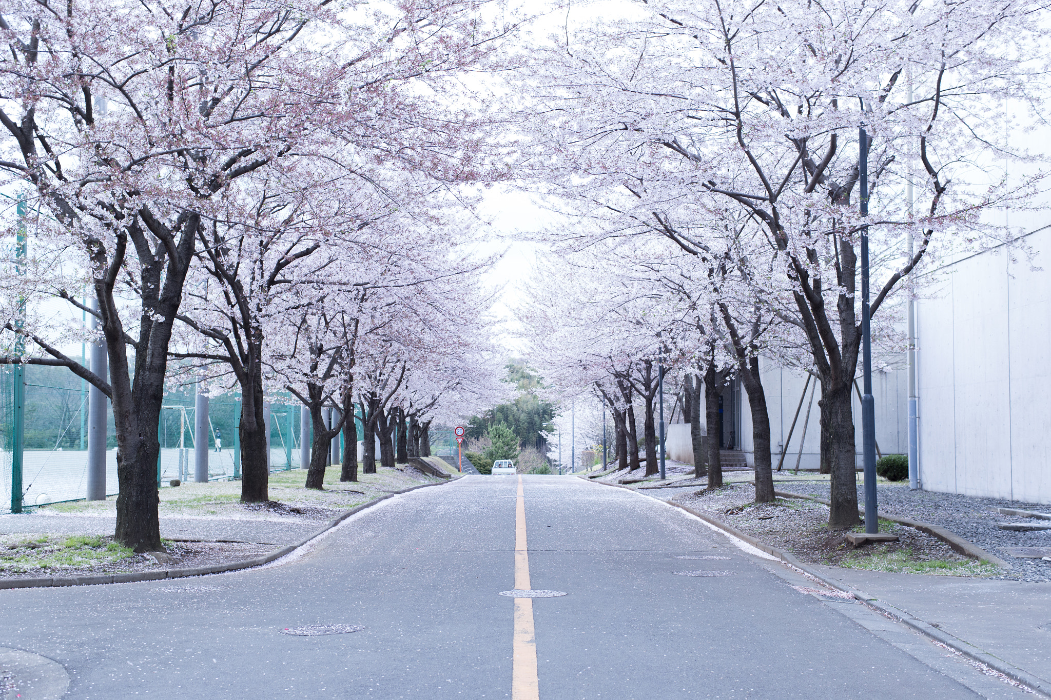 ZEISS Planar T* 50mm F1.4 sample photo. Cherry blossom road photography