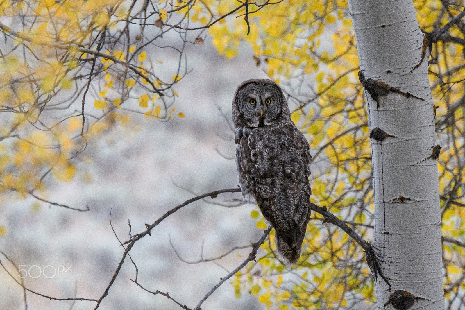 Nikon D500 sample photo. Chance encounter photography