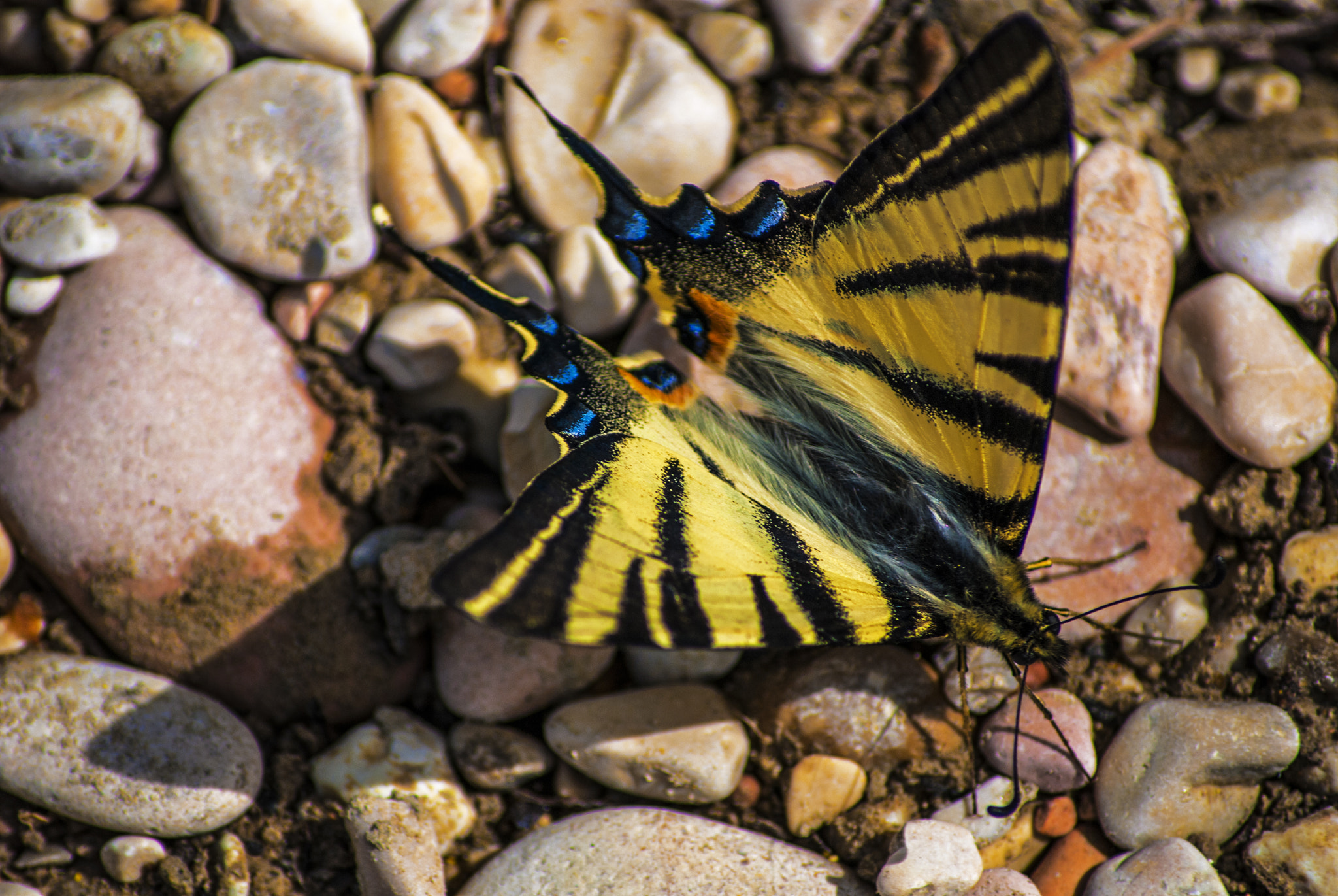 Tamron AF 55-200mm F4-5.6 Di II LD Macro sample photo. Butterfly photography