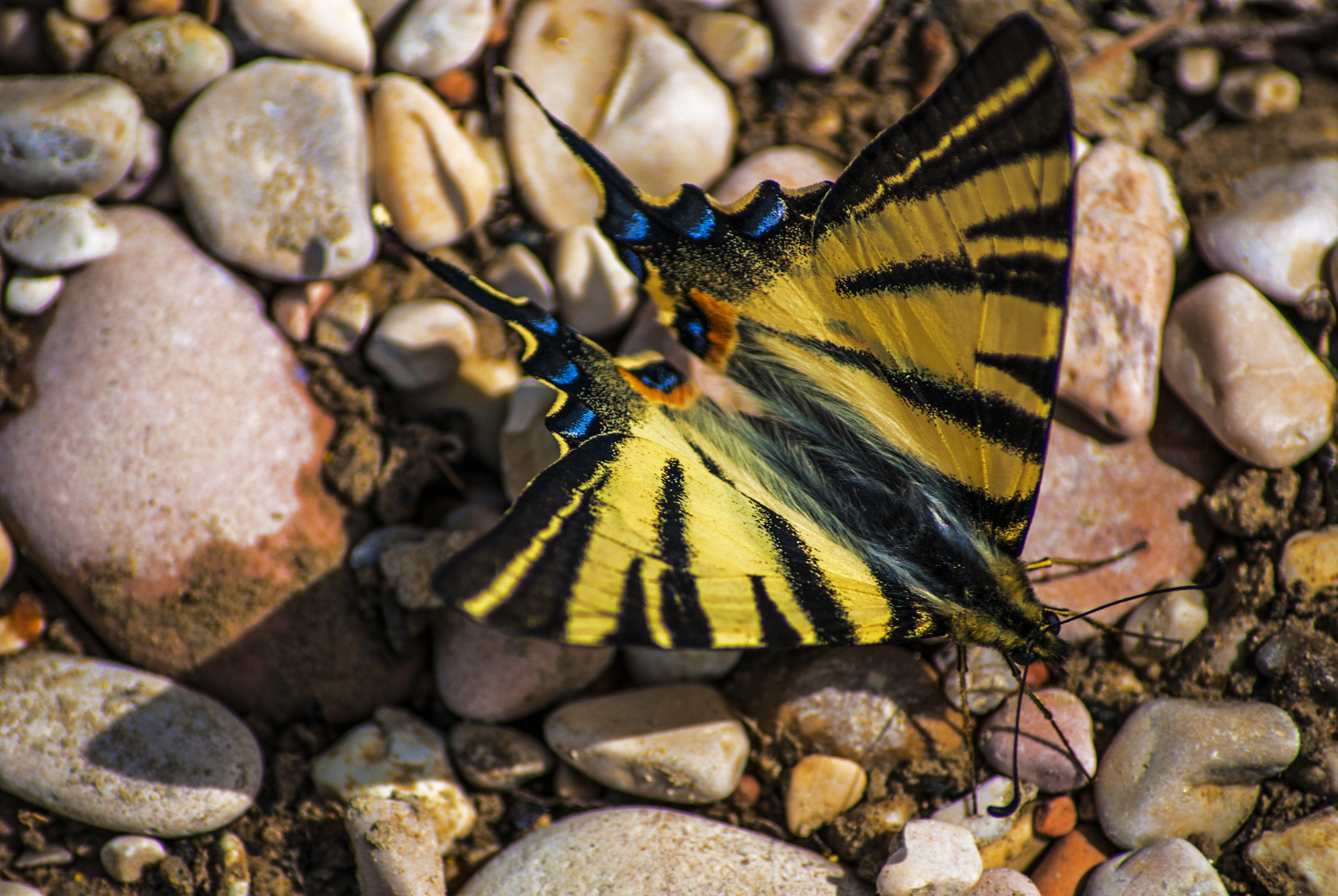 Nikon D80 sample photo. Butterfly photography