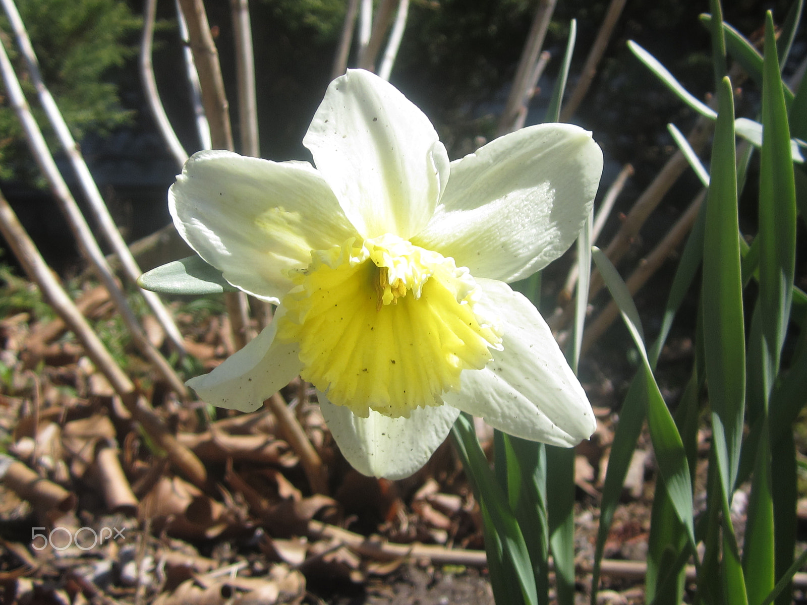 Canon PowerShot ELPH 100 HS (IXUS 115 HS / IXY 210F) sample photo. Close up daffodil photography