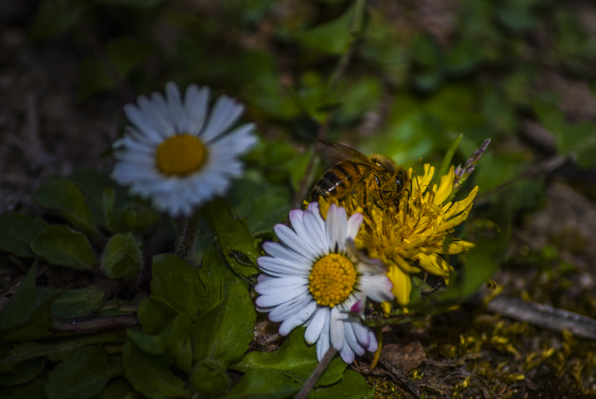 Nikon D80 sample photo. Bee photography