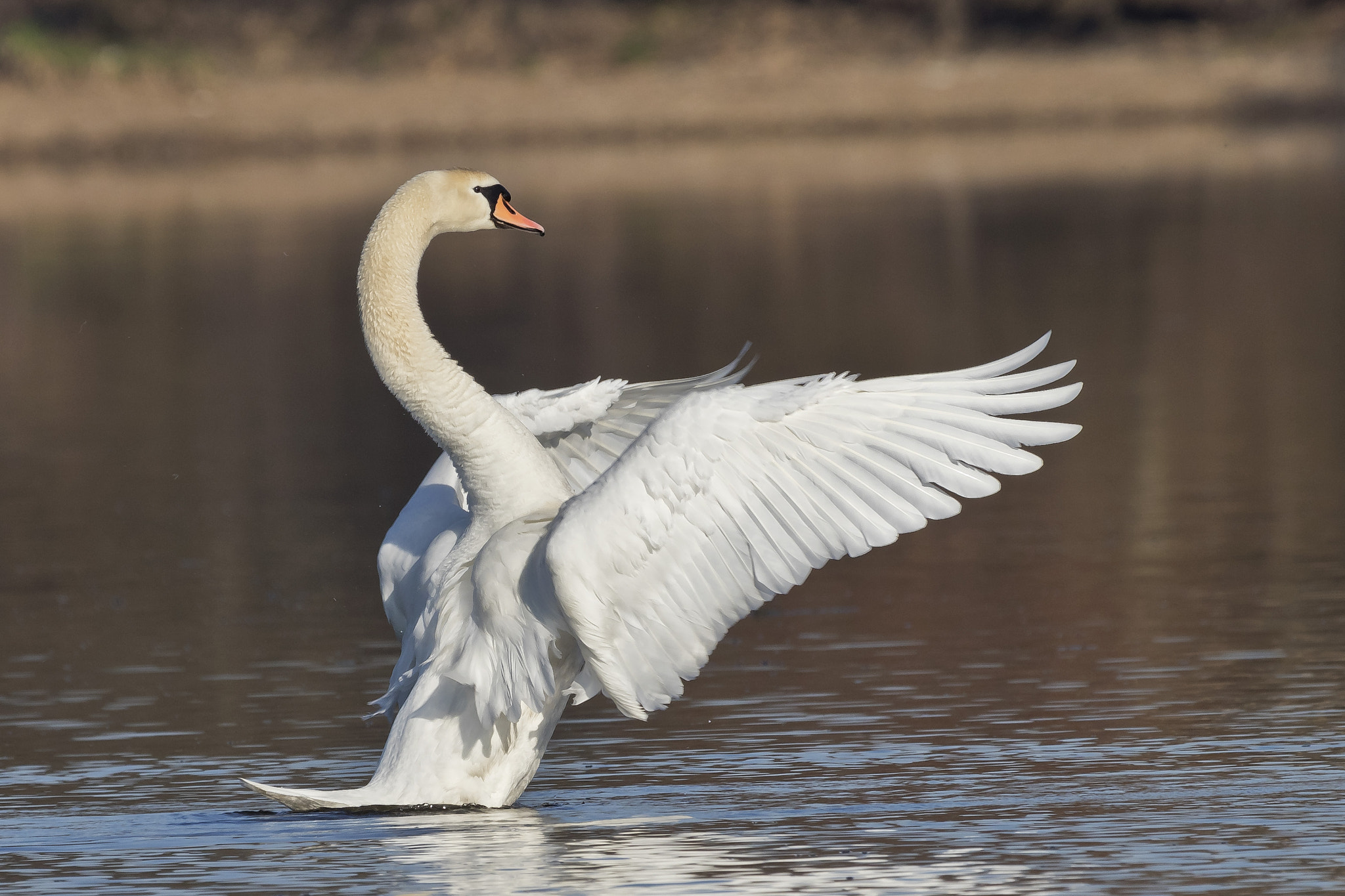 Canon EOS 80D + Canon EF 100-400mm F4.5-5.6L IS USM sample photo. The swan lake photography