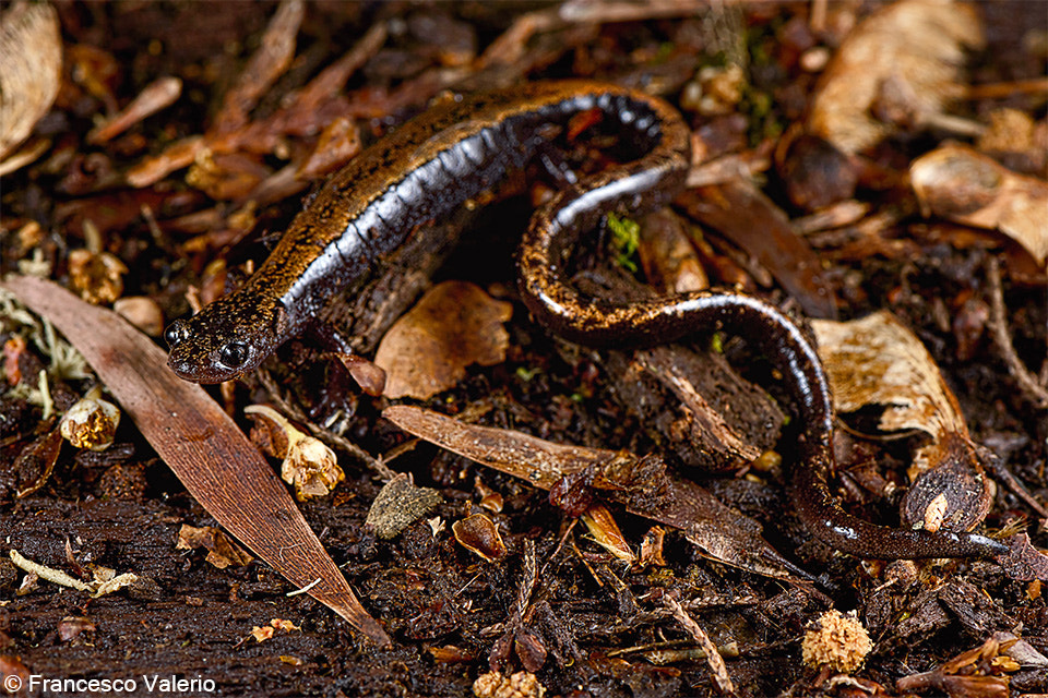 Nikon AF-S Micro-Nikkor 105mm F2.8G IF-ED VR sample photo. Chioglossa lusitanica - golden striped salamander photography