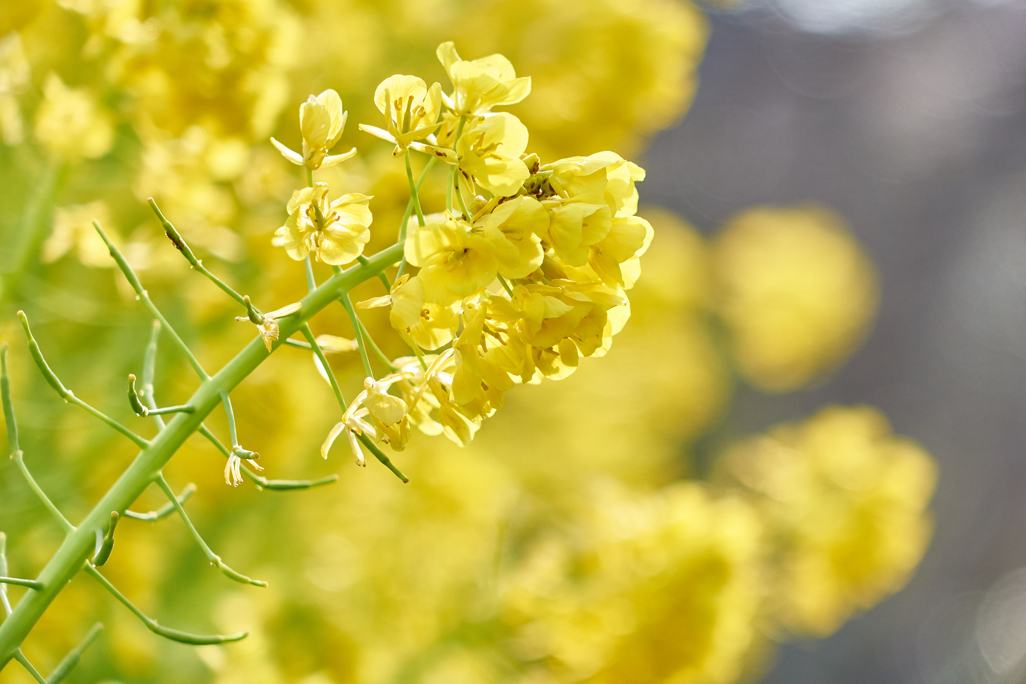 Sony Cyber-shot DSC-RX10 sample photo. Spring yellow flowers photography