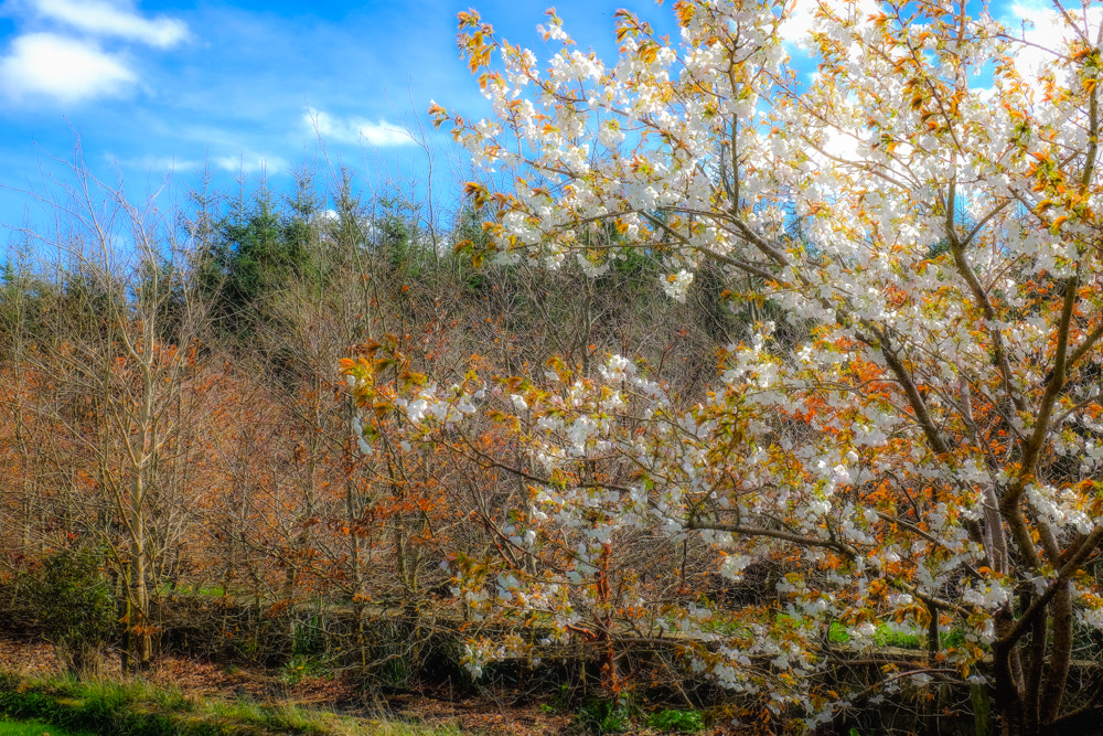 Fujifilm XC 16-50mm F3.5-5.6 OIS II sample photo. Green, bare and flowering photography