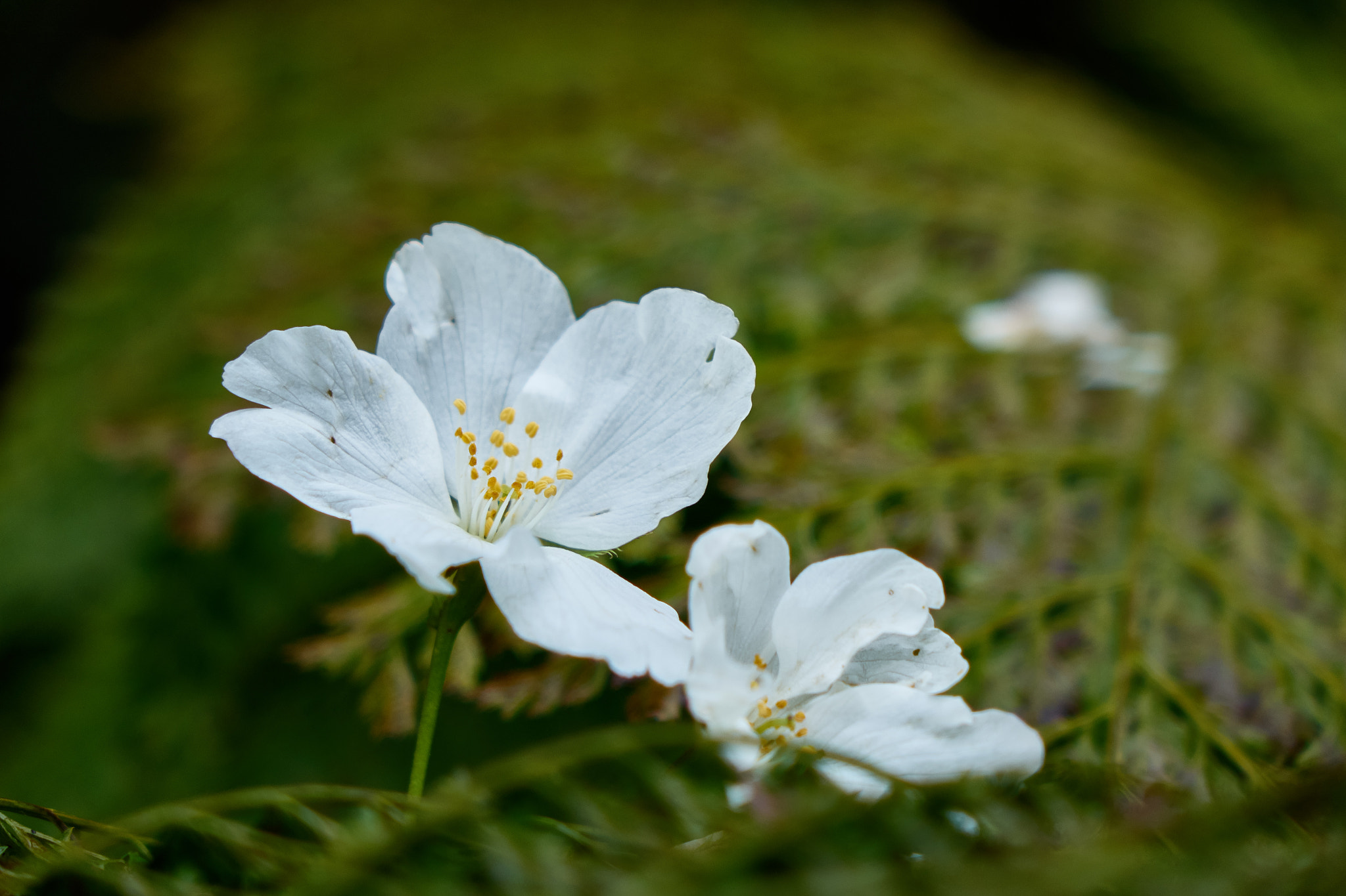 Sony Cyber-shot DSC-RX10 + Sony Cyber-shot DSC-RX10 sample photo. White flowers photography