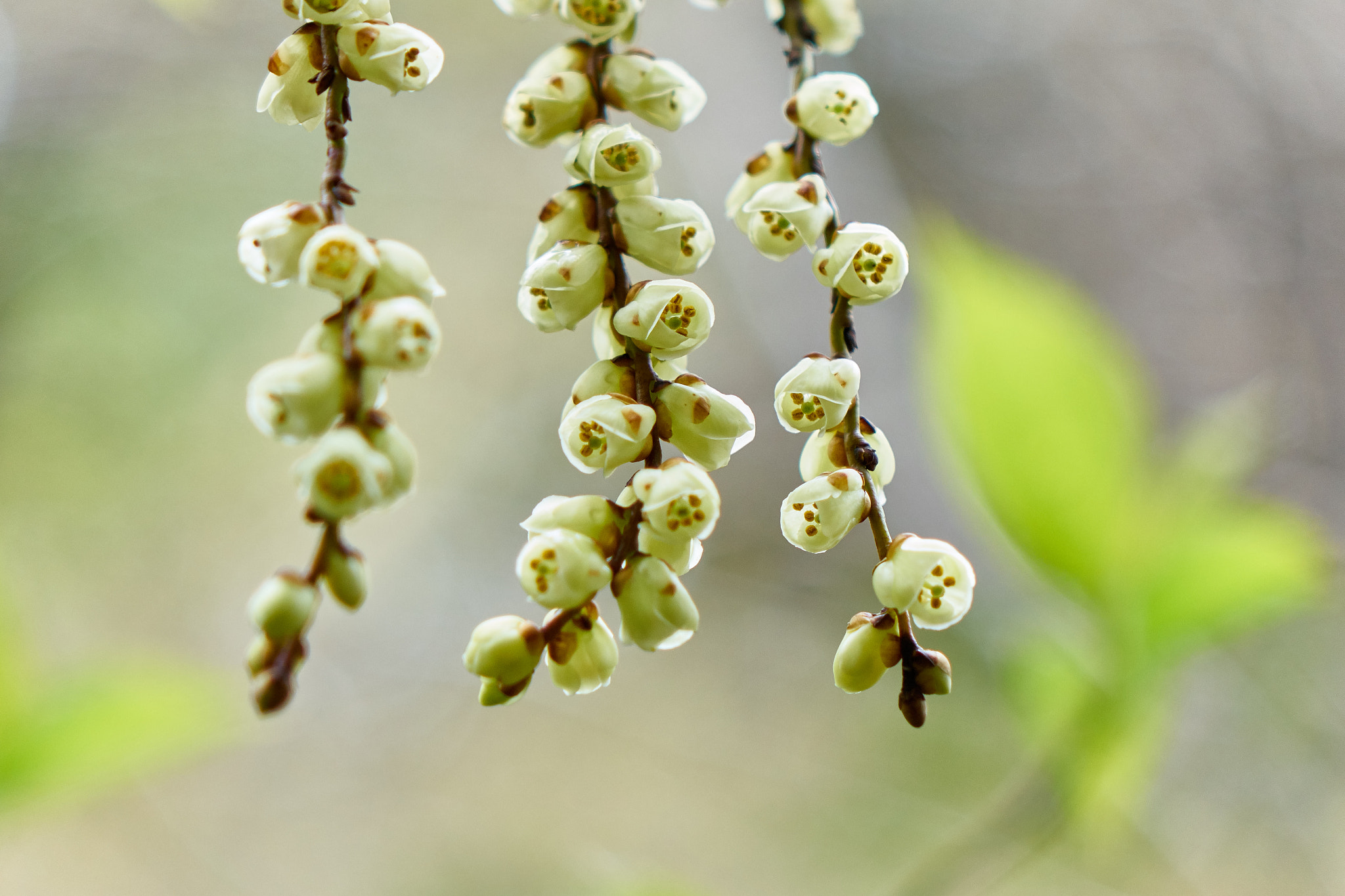 Sony Cyber-shot DSC-RX10 sample photo. White little flowers in springtime photography