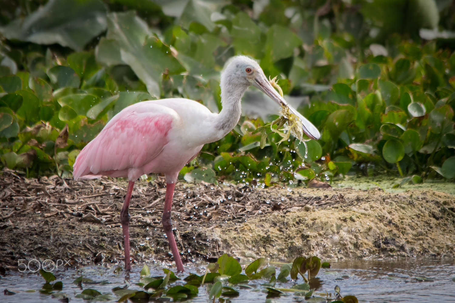 Nikon D500 + Sigma 150-500mm F5-6.3 DG OS HSM sample photo. Spoonie at play photography