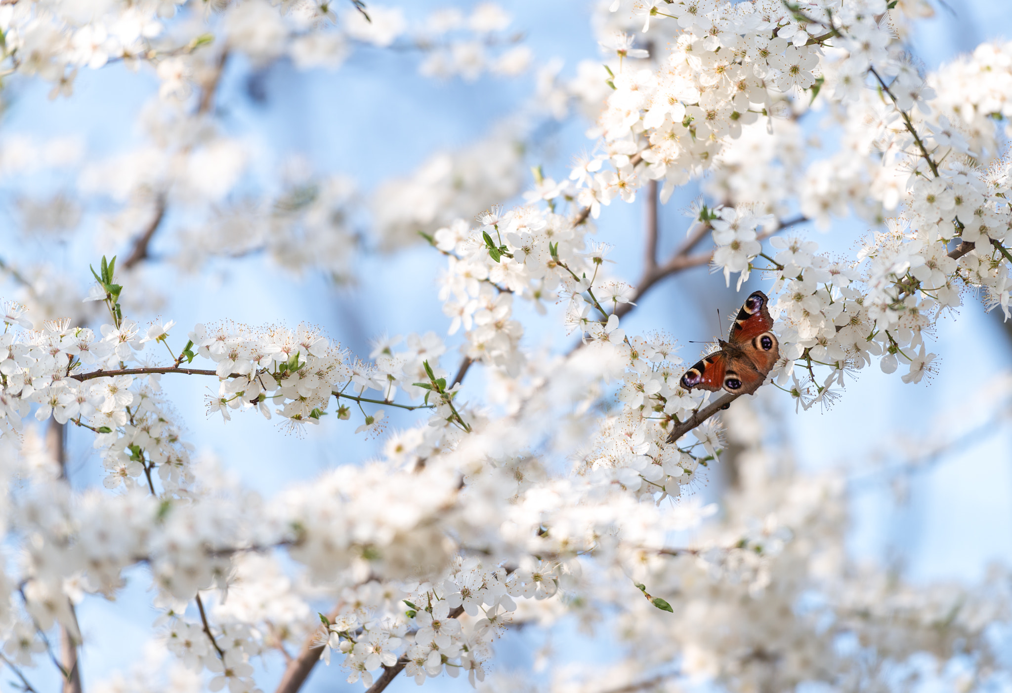 Nikon D800E + Nikon AF-S Nikkor 70-200mm F2.8G ED VR II sample photo. Peacock butterfly on cherry blossoms photography