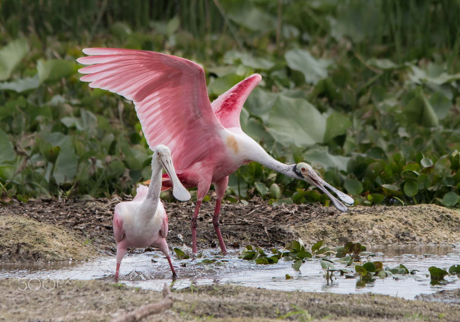 Nikon D500 + Sigma 150-500mm F5-6.3 DG OS HSM sample photo. Spoonie landing photography