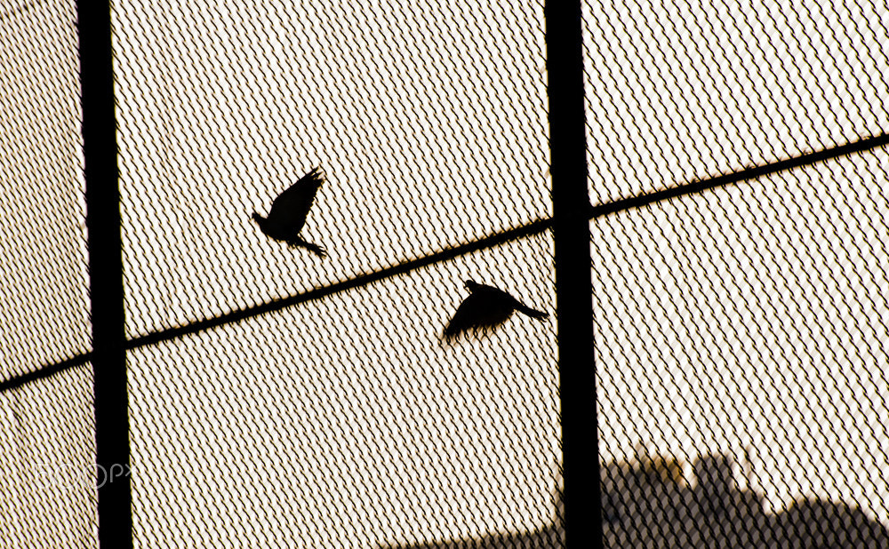 Sigma 70-300mm F4-5.6 APO DG Macro sample photo. Freedom photography