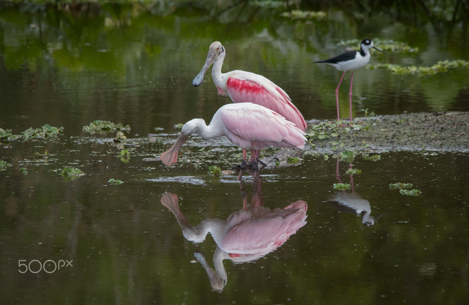 Nikon D500 + Sigma 150-500mm F5-6.3 DG OS HSM sample photo. Spoonie reflection photography