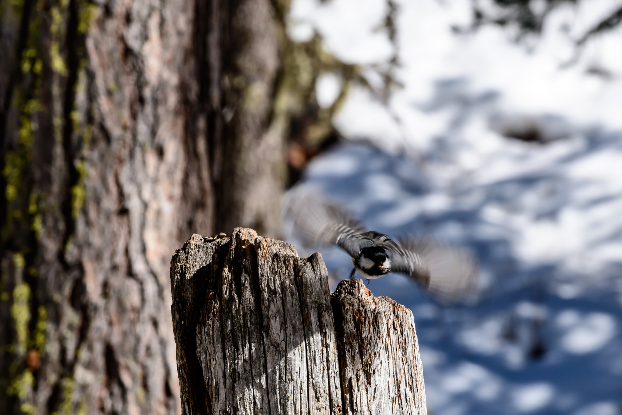 Nikon D500 sample photo. Periparus ater (cincia mora) photography