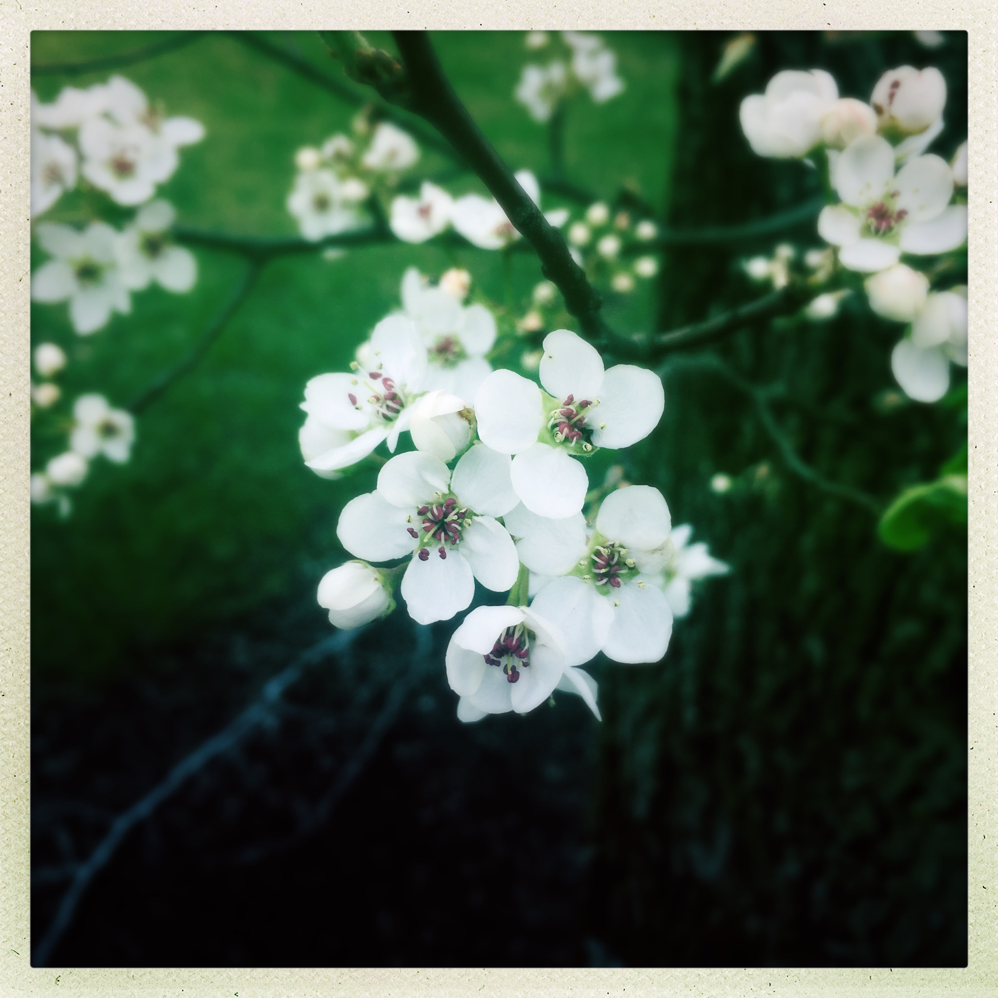 Hipstamatic 334 sample photo. Springtime photography