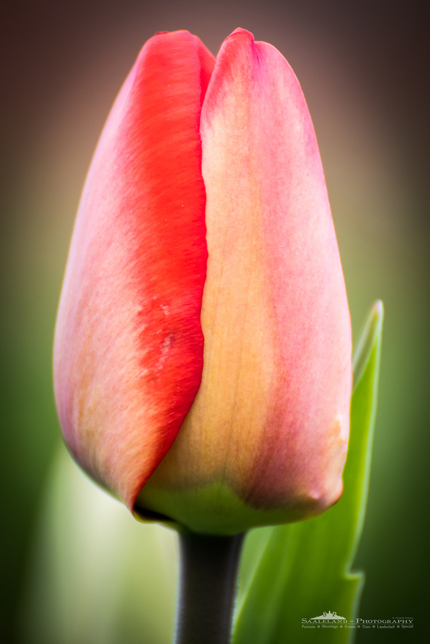 Tamron SP 35mm F1.8 Di VC USD sample photo. Tulip photography