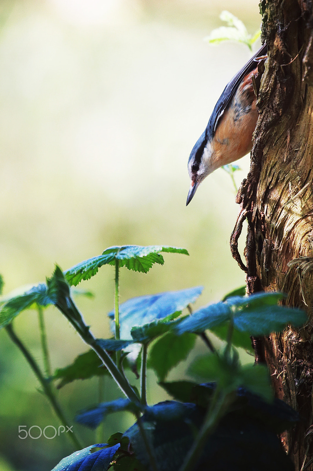 Canon EF 70-300mm F4-5.6L IS USM sample photo. Les oiseaux (08) photography