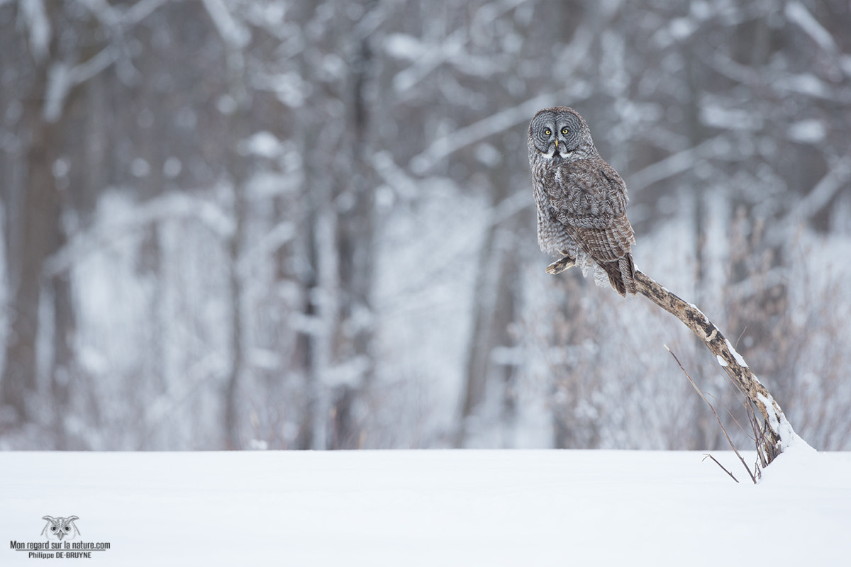 Canon EOS-1D X + Canon EF 500mm F4L IS USM sample photo. The ghost !! photography