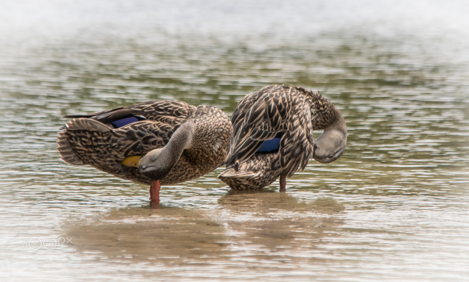 Sigma 150-500mm F5-6.3 DG OS HSM sample photo. Mottled ducks photography