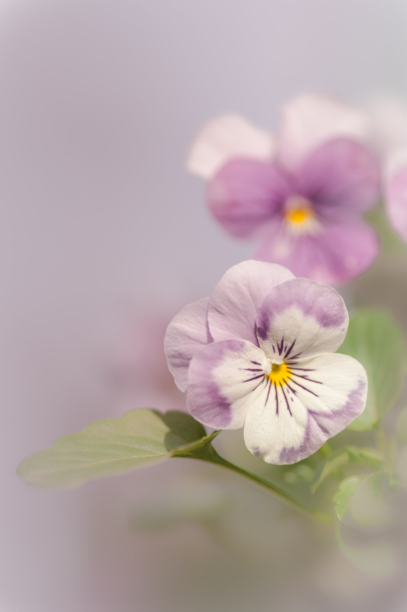 Nikon D700 sample photo. Viola canuta photography