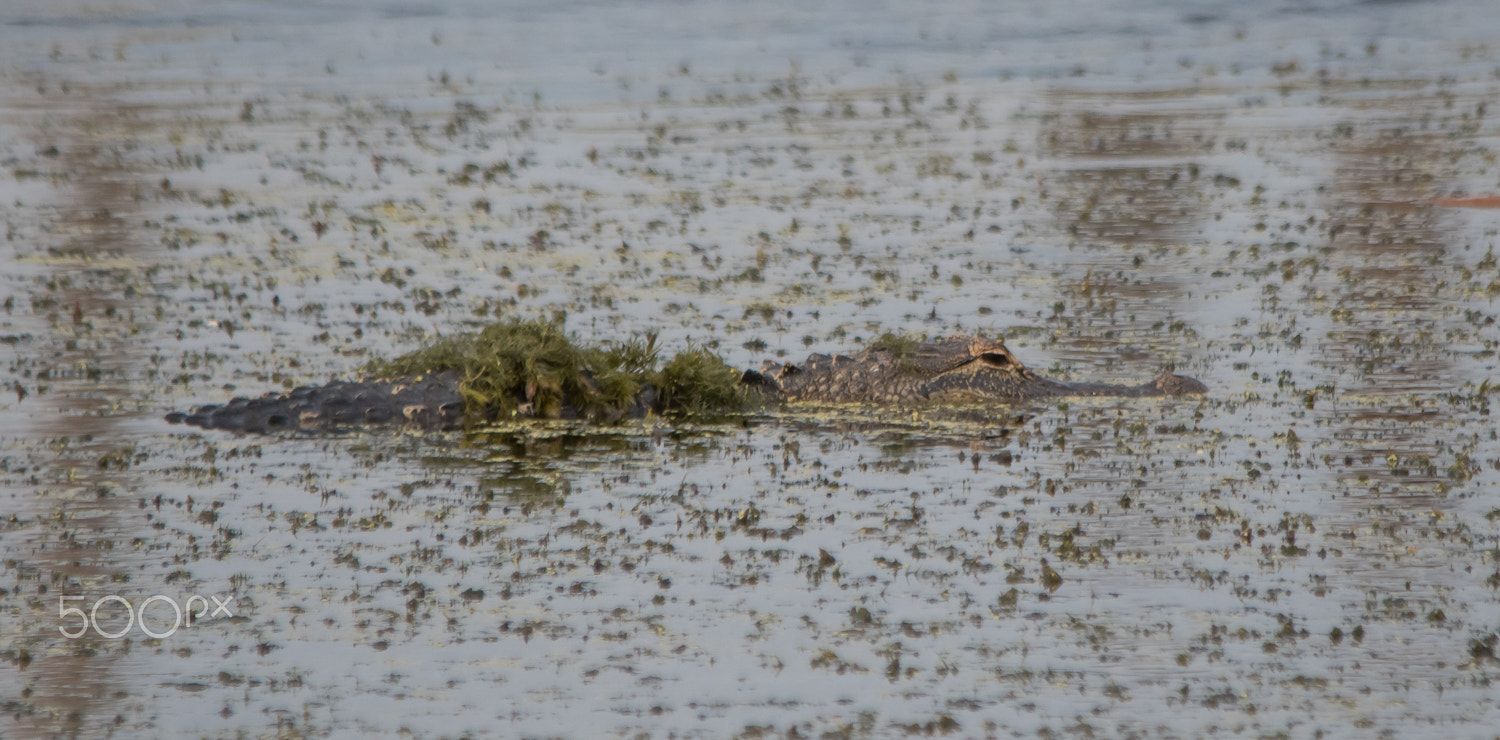 Nikon D500 + Sigma 150-500mm F5-6.3 DG OS HSM sample photo. Stealth gator photography